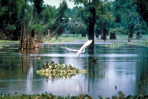 Atchafalaya_Basin-300x200.jpg