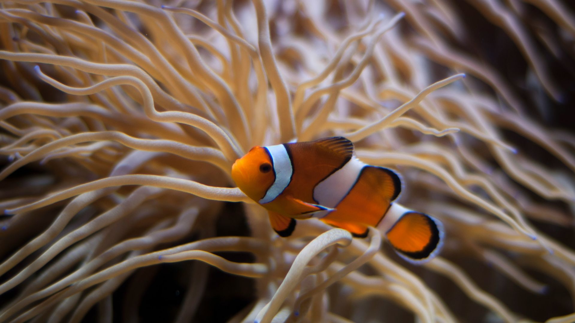 underwater photography of clown fish