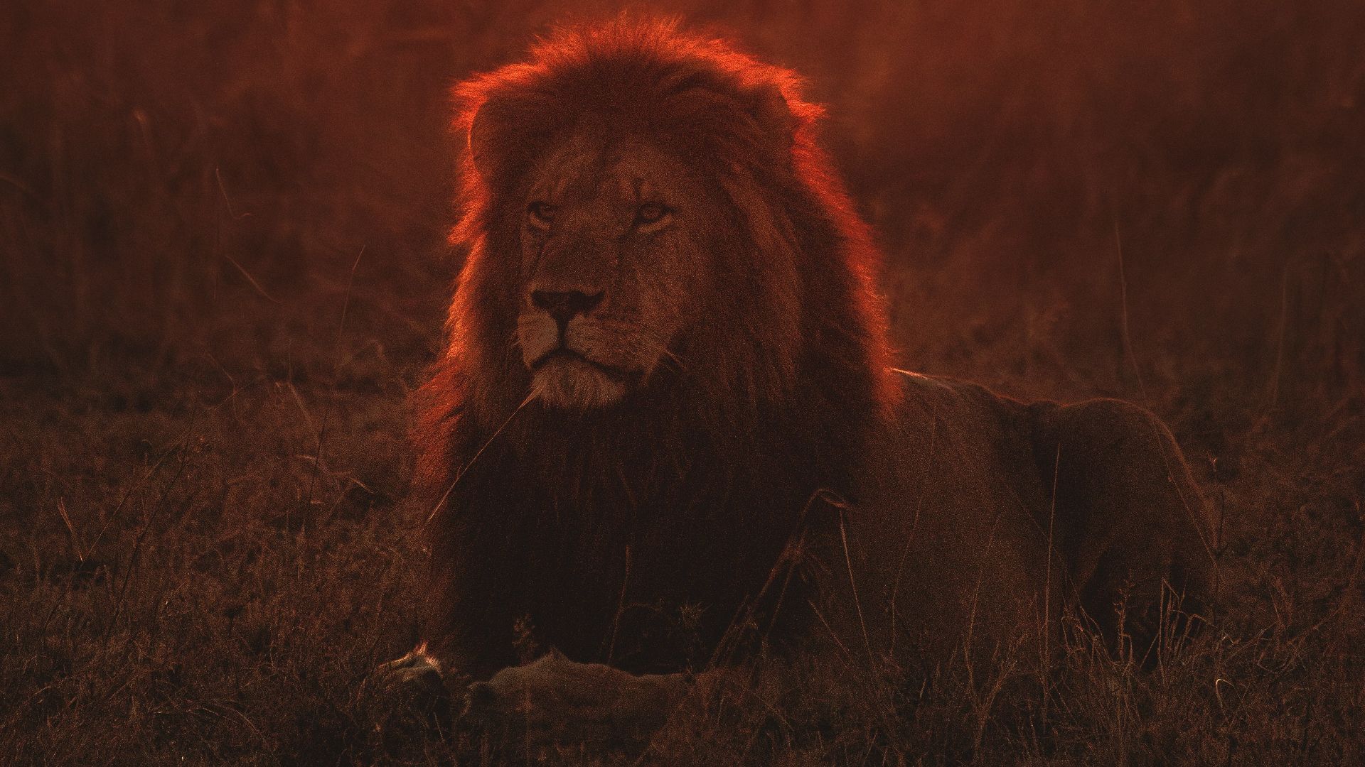 lion on green grass during golden hour