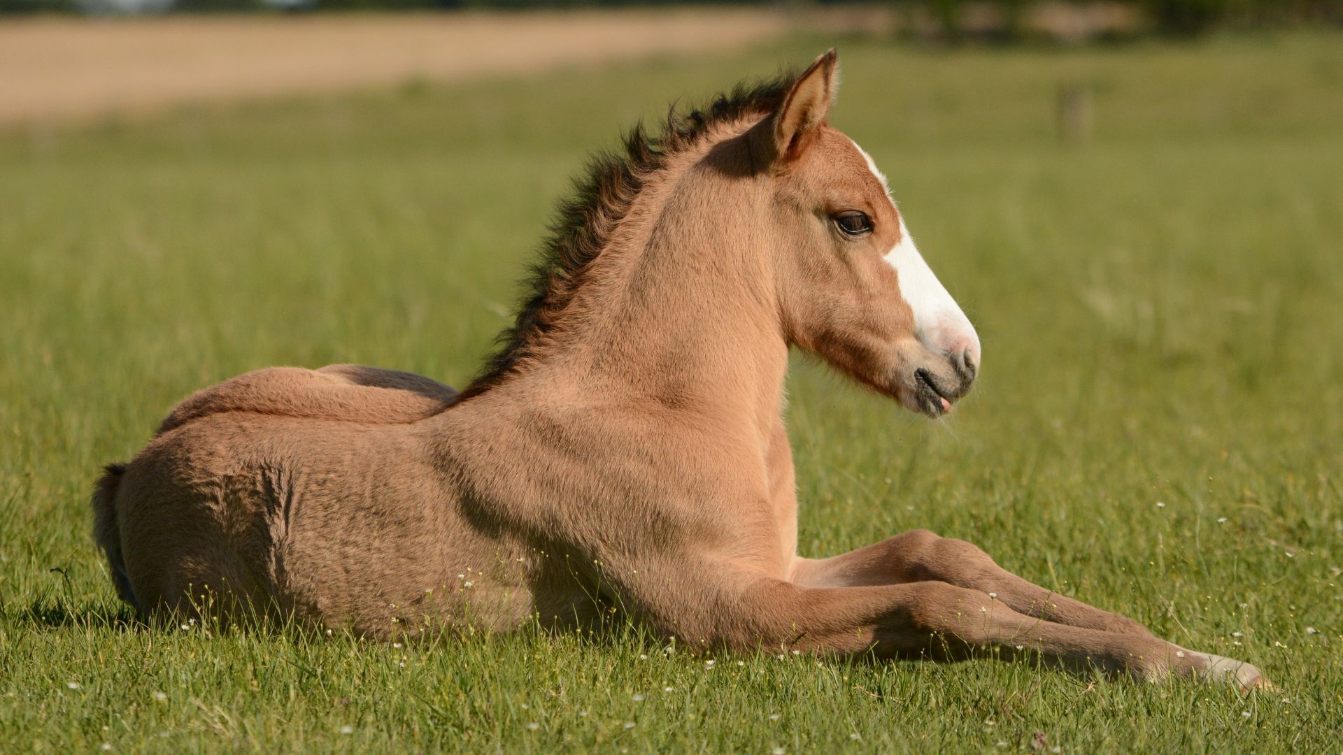 horse in grass