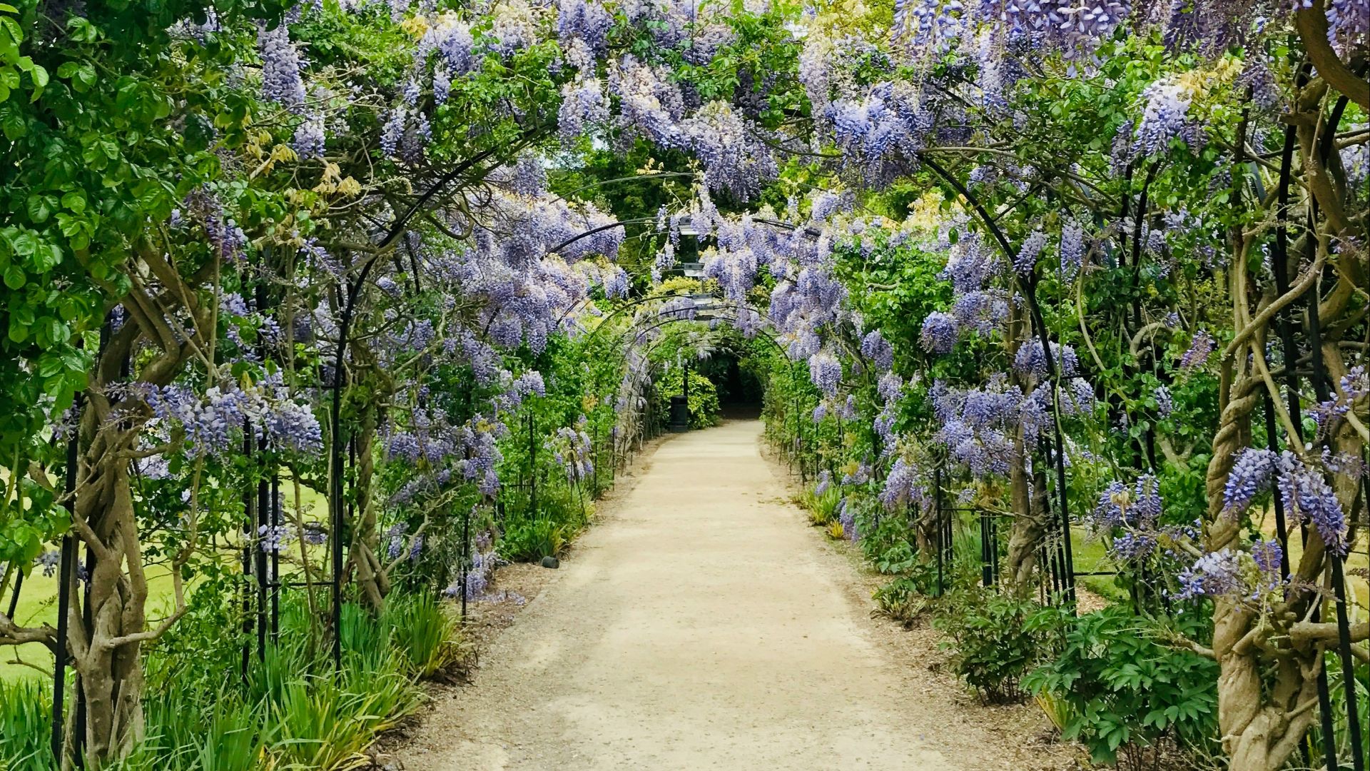 purple flower bloom during daytime