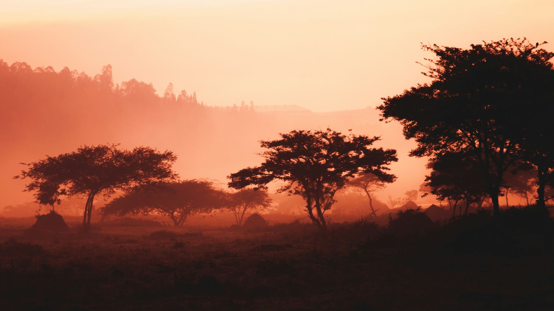 landscape of trees and mountain