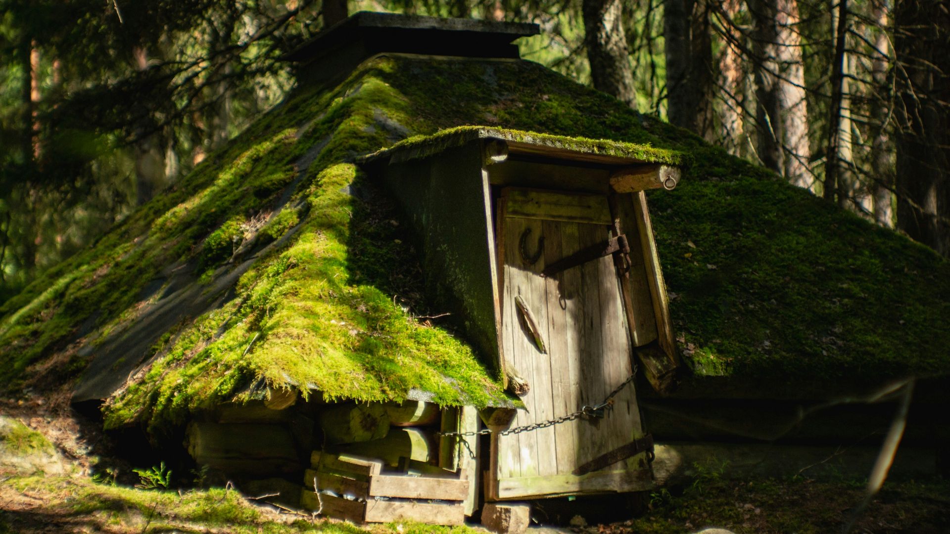 A mossy roof in the middle of a forest