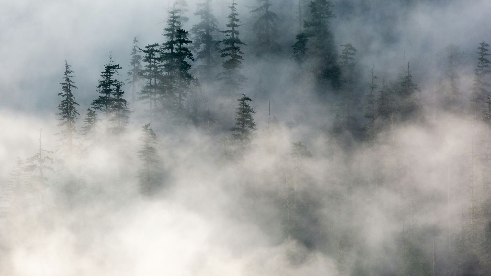 mountain covered with fogs