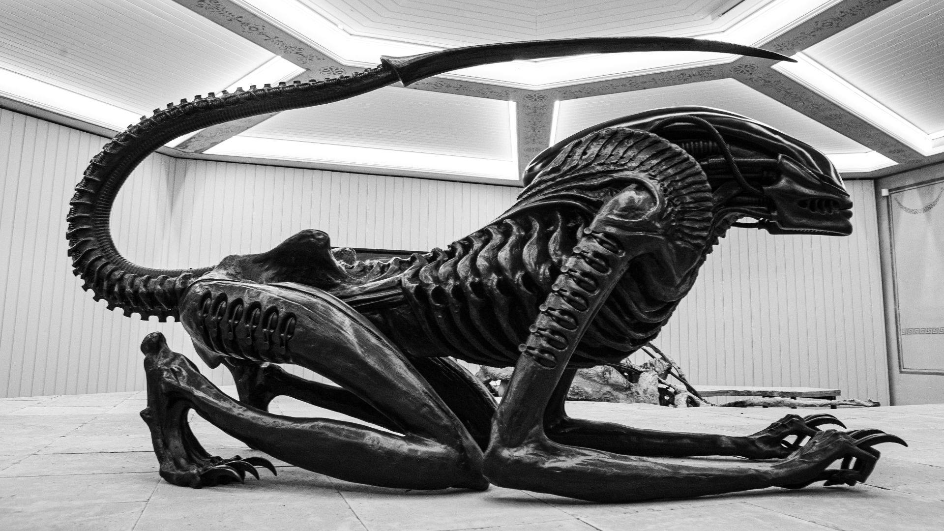 File:Xenomorph (51643425582).jpg