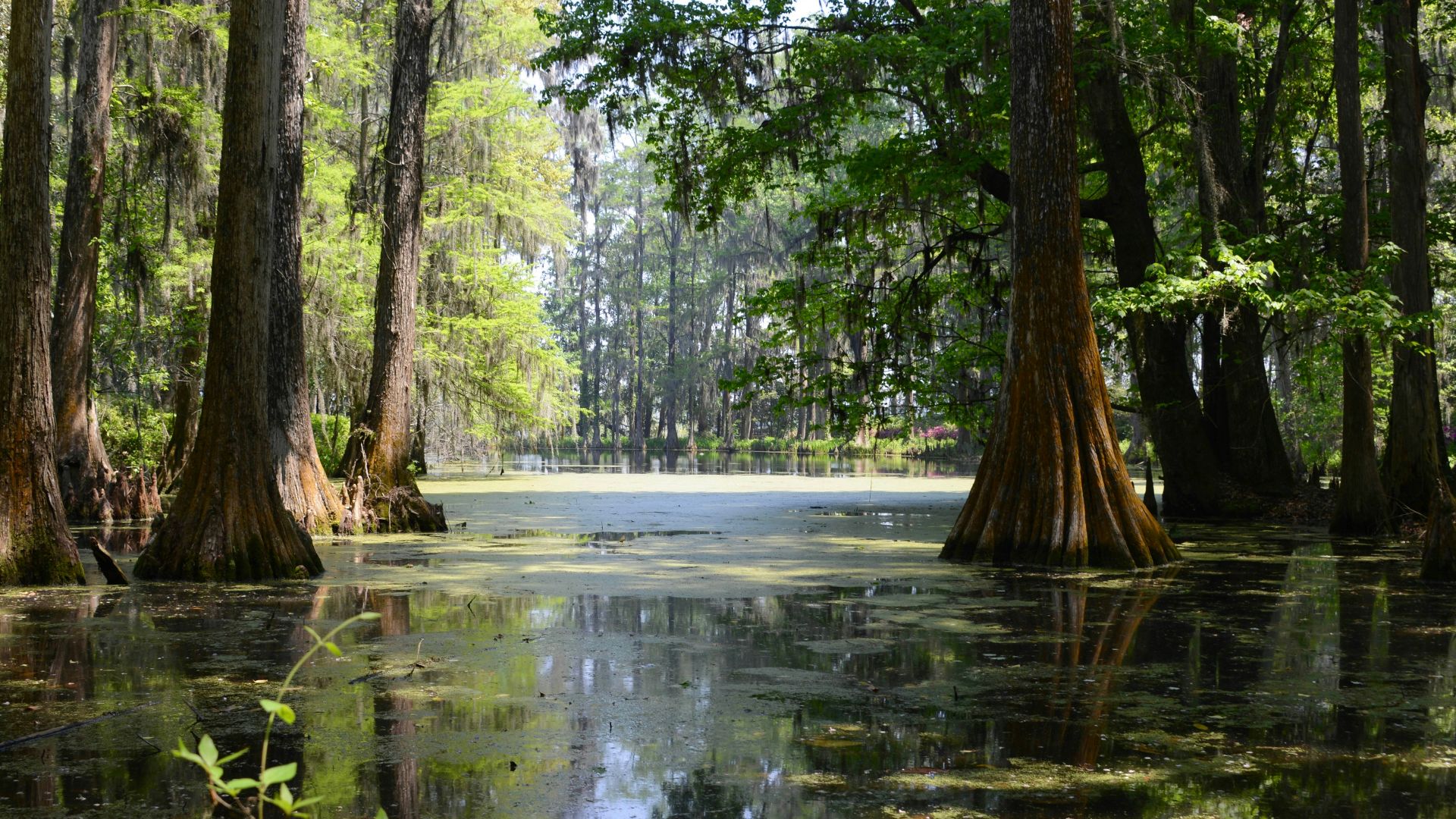pink flowers on body of water