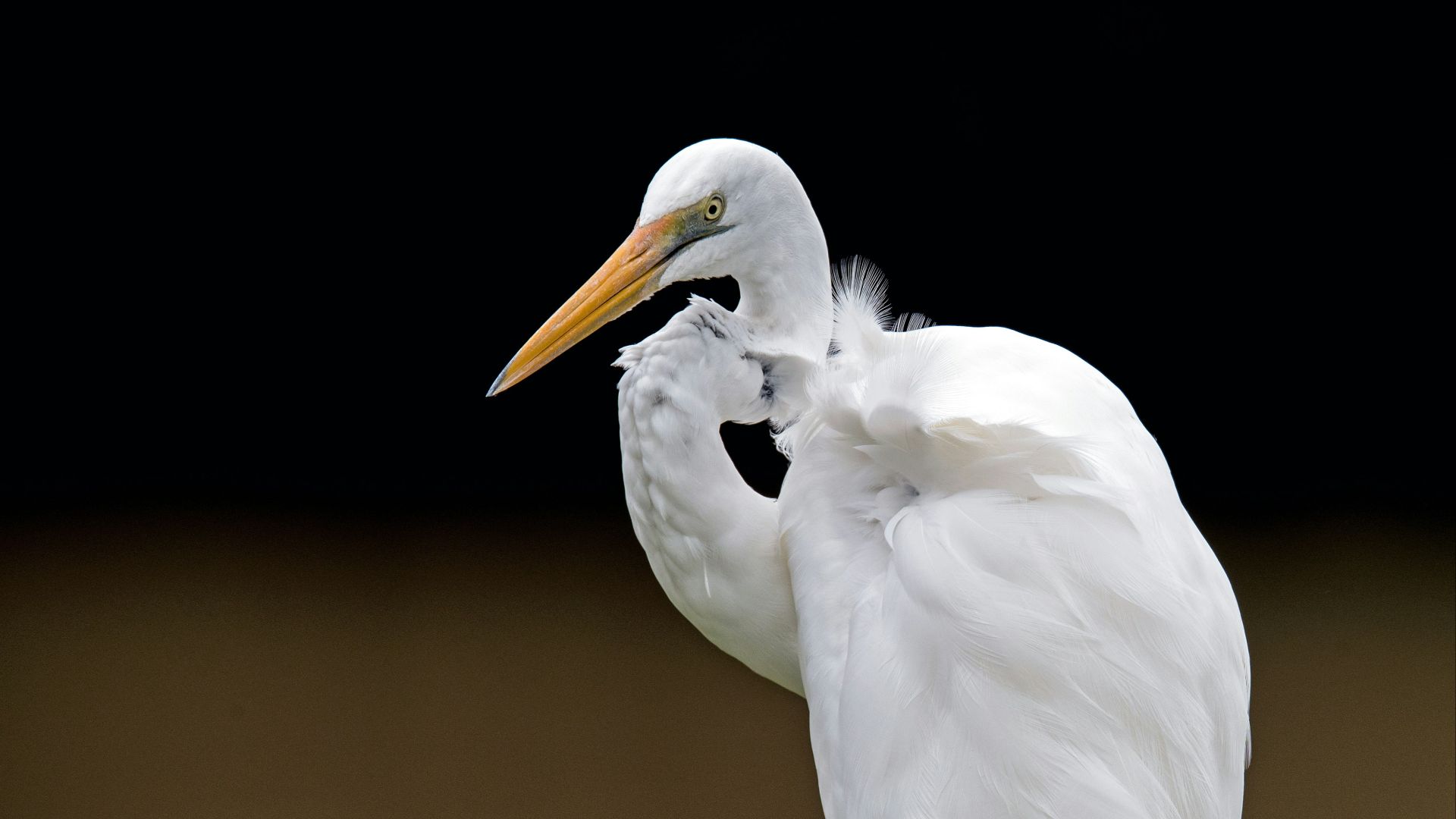 white pelican standing