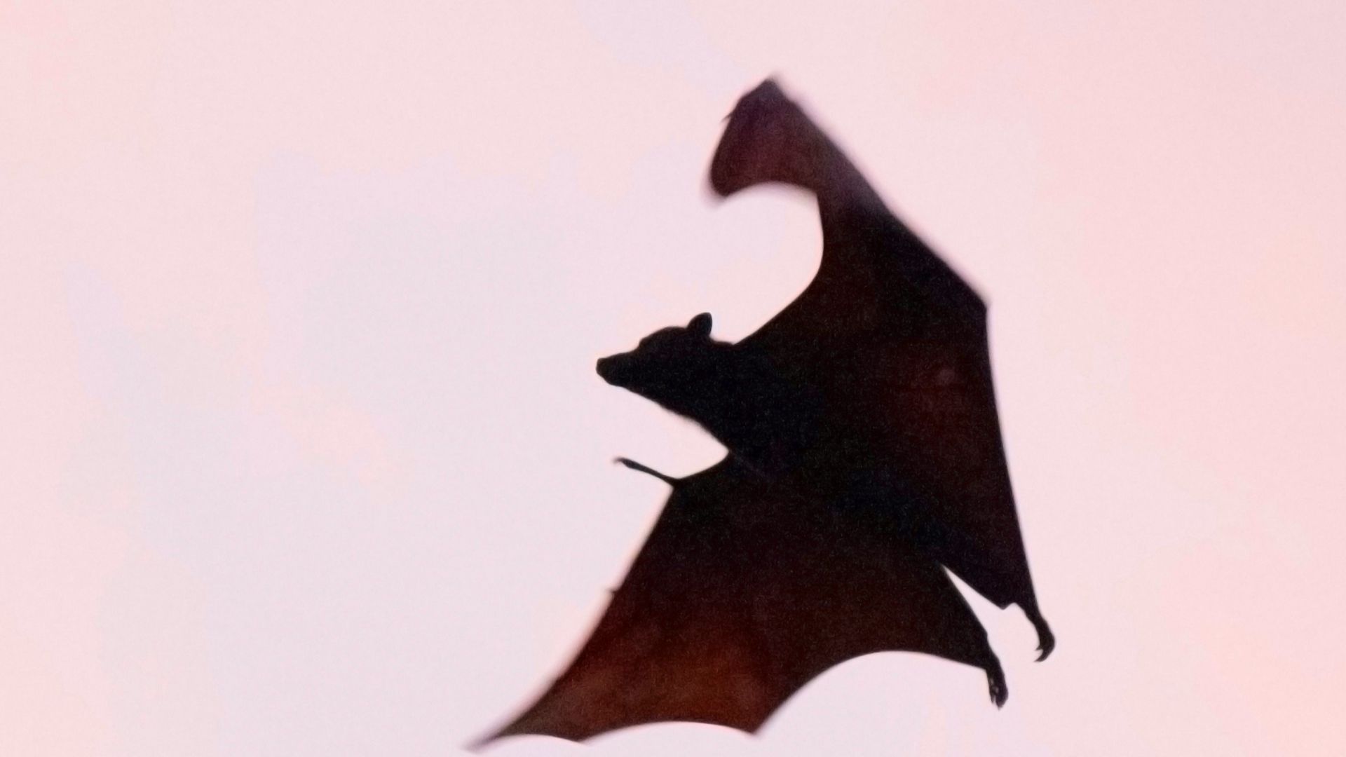 brown bat flying