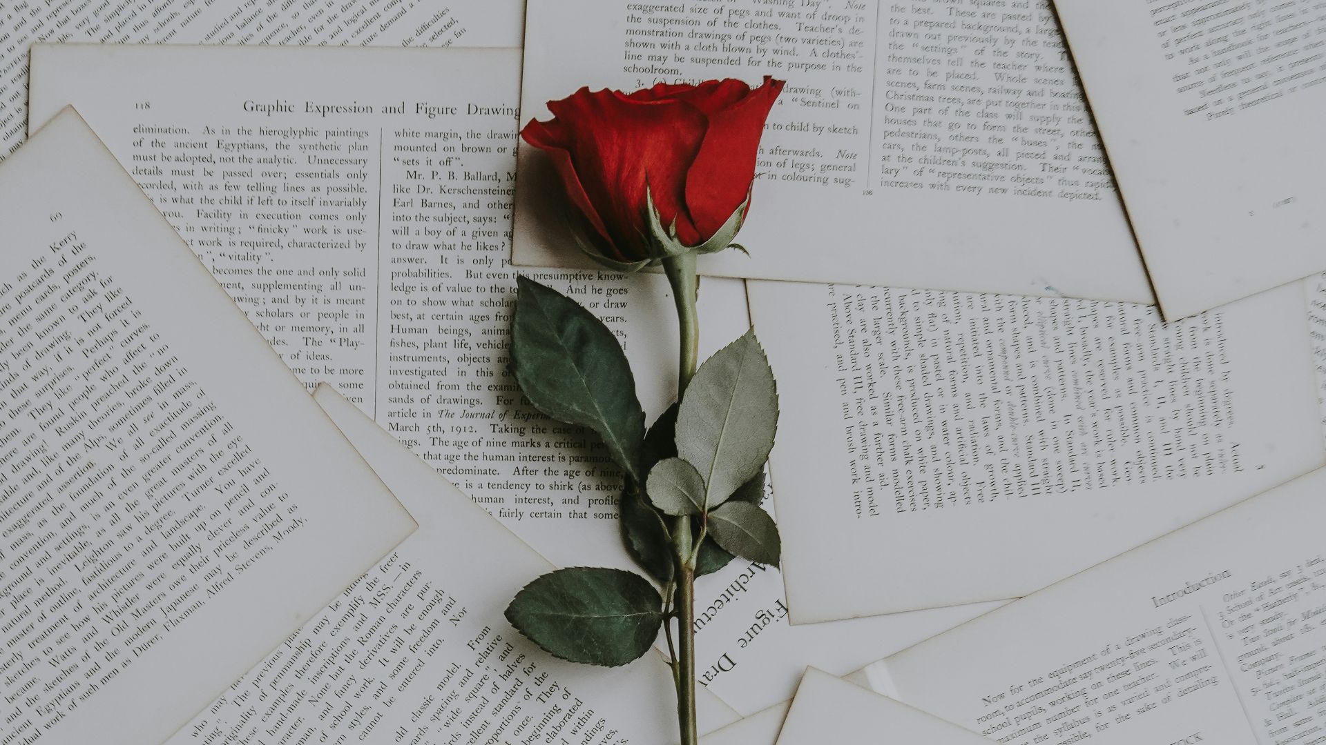 red rose on book sheets