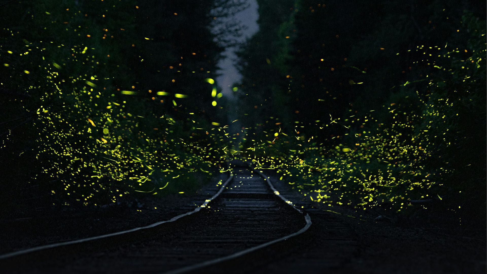 black asphalt road between green trees during daytime