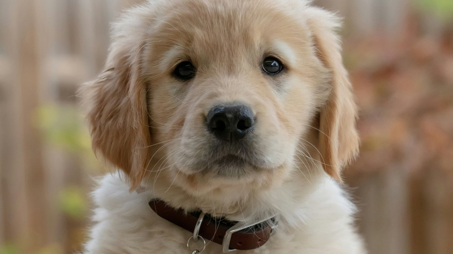golden retriever puppy on focus photo