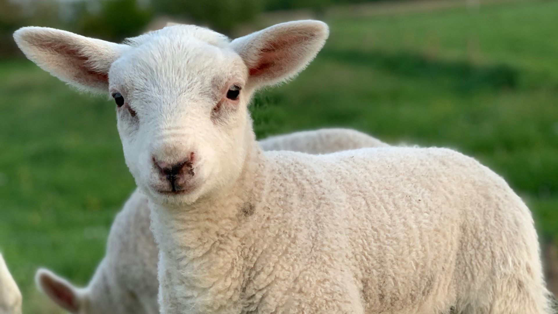 white sheep on green grass field during daytime