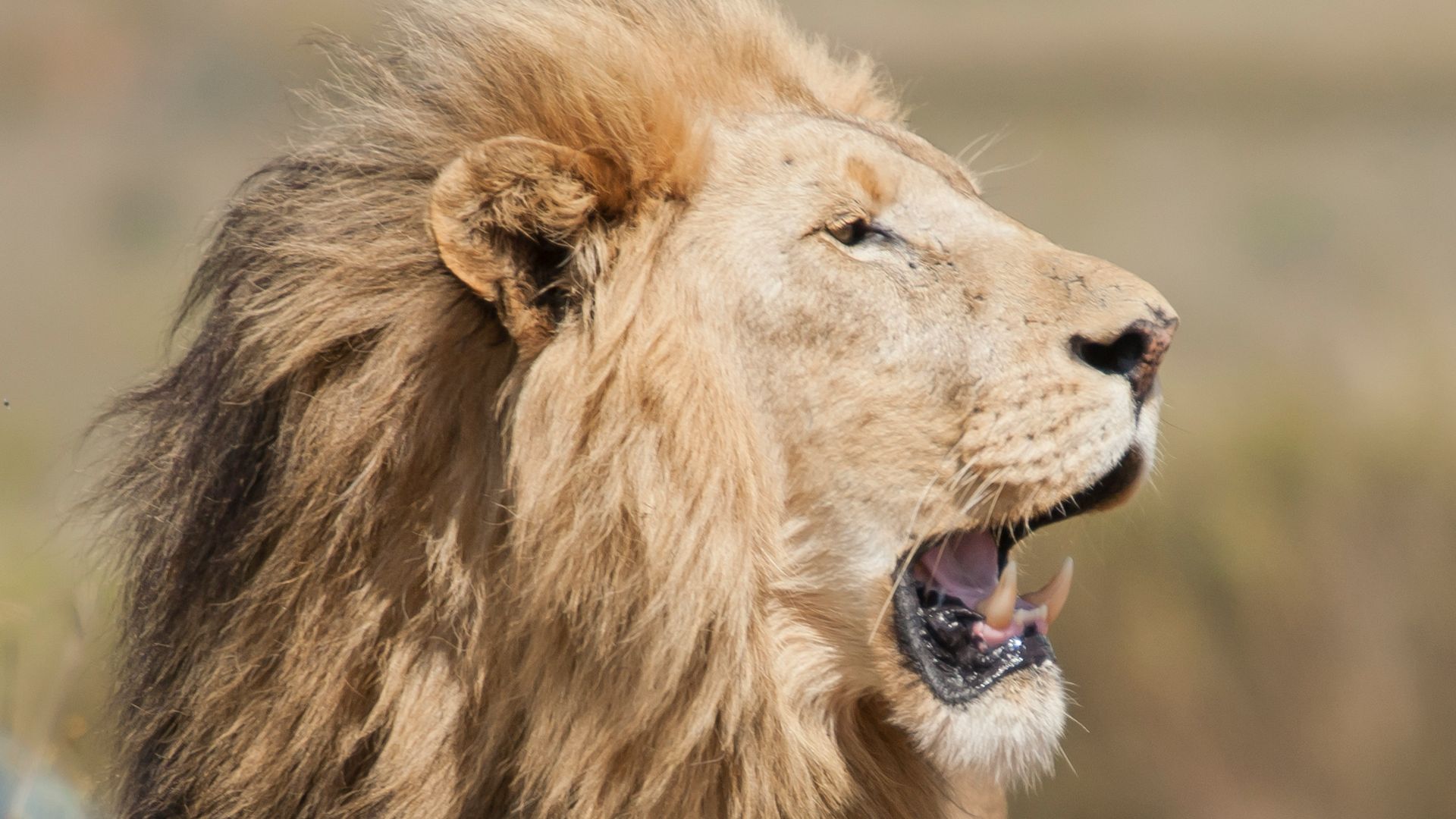adult lion on grass field