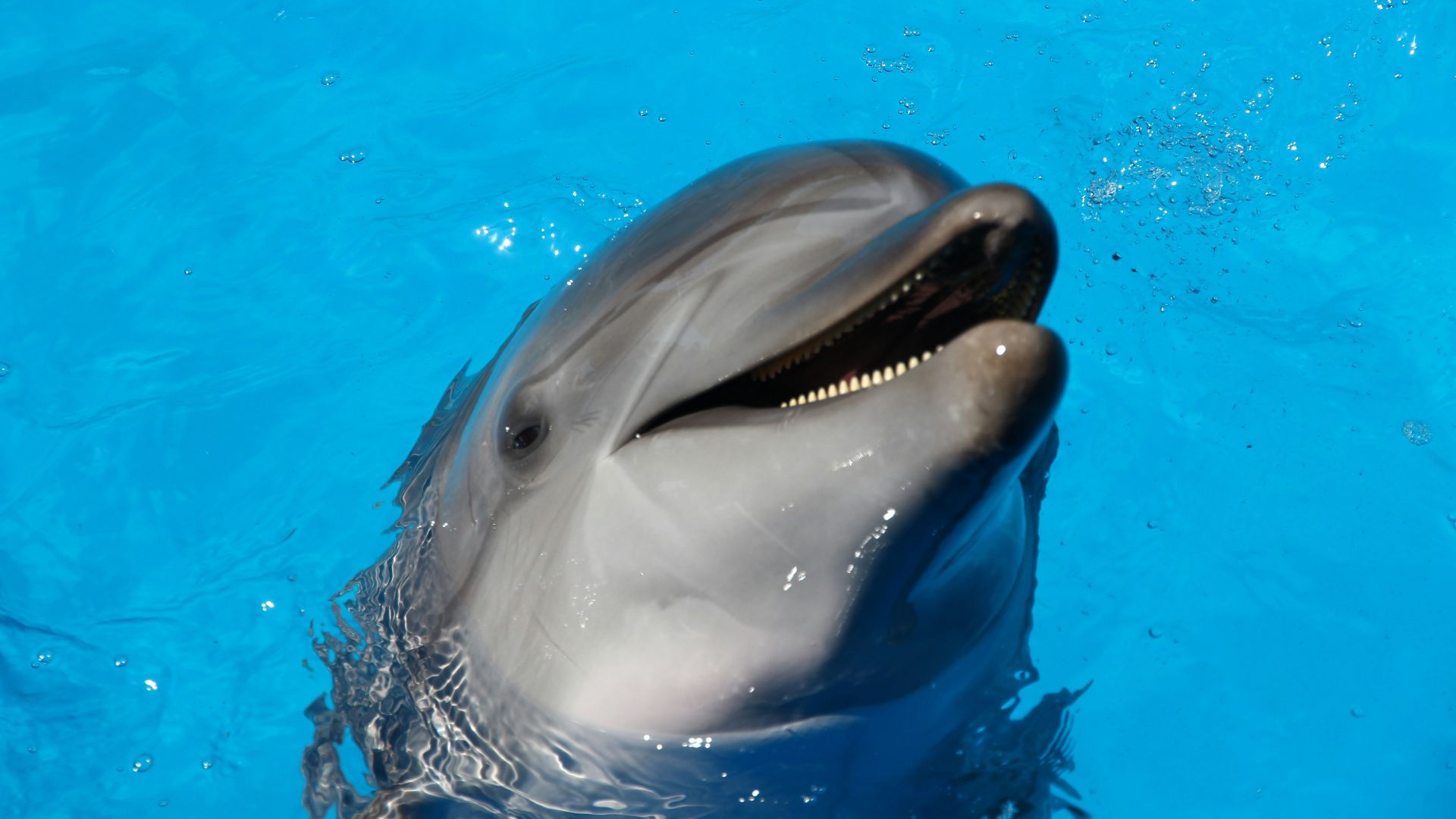 dolphin on water during daytime