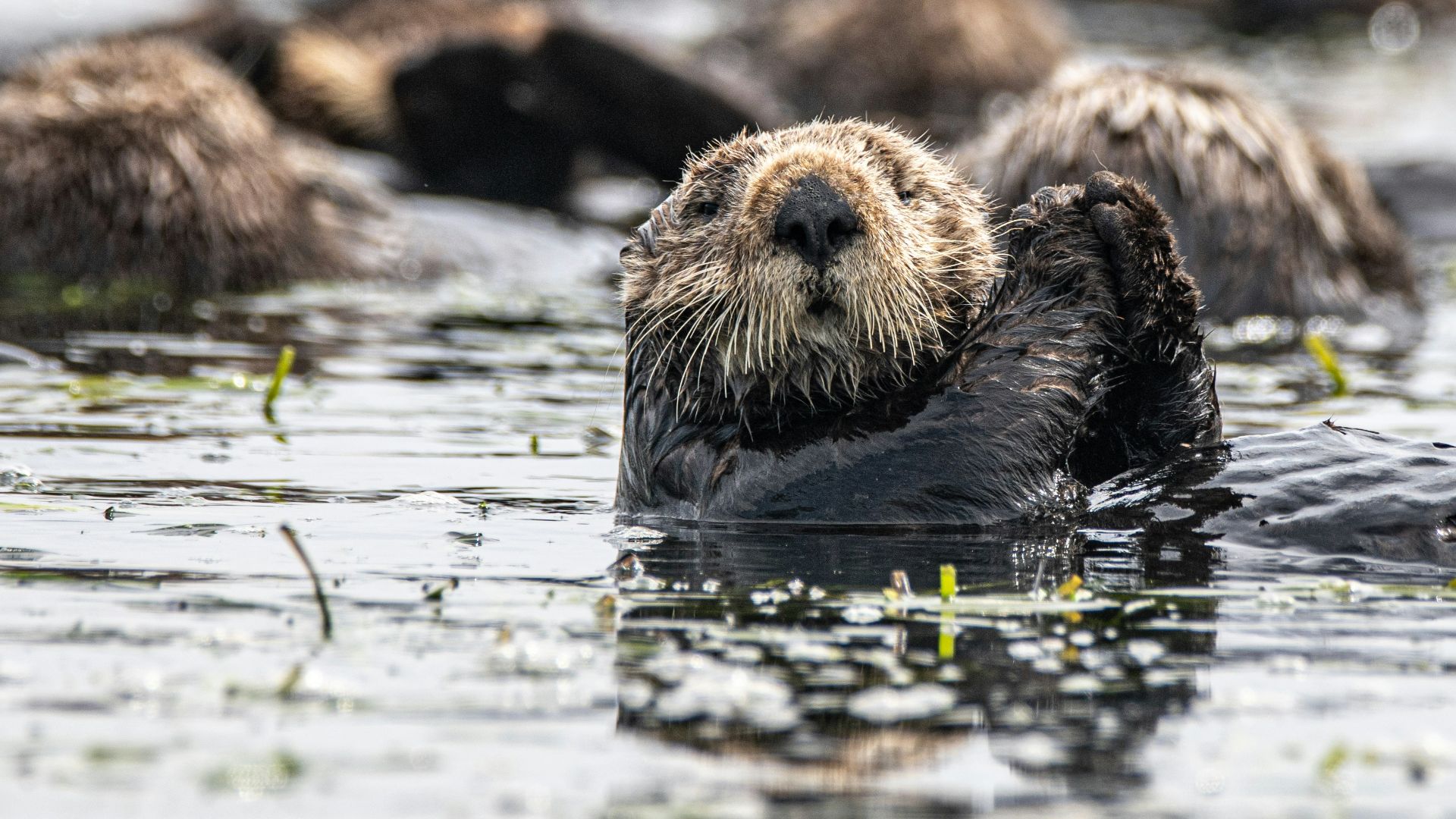 brown and black sea lion on water during daytime