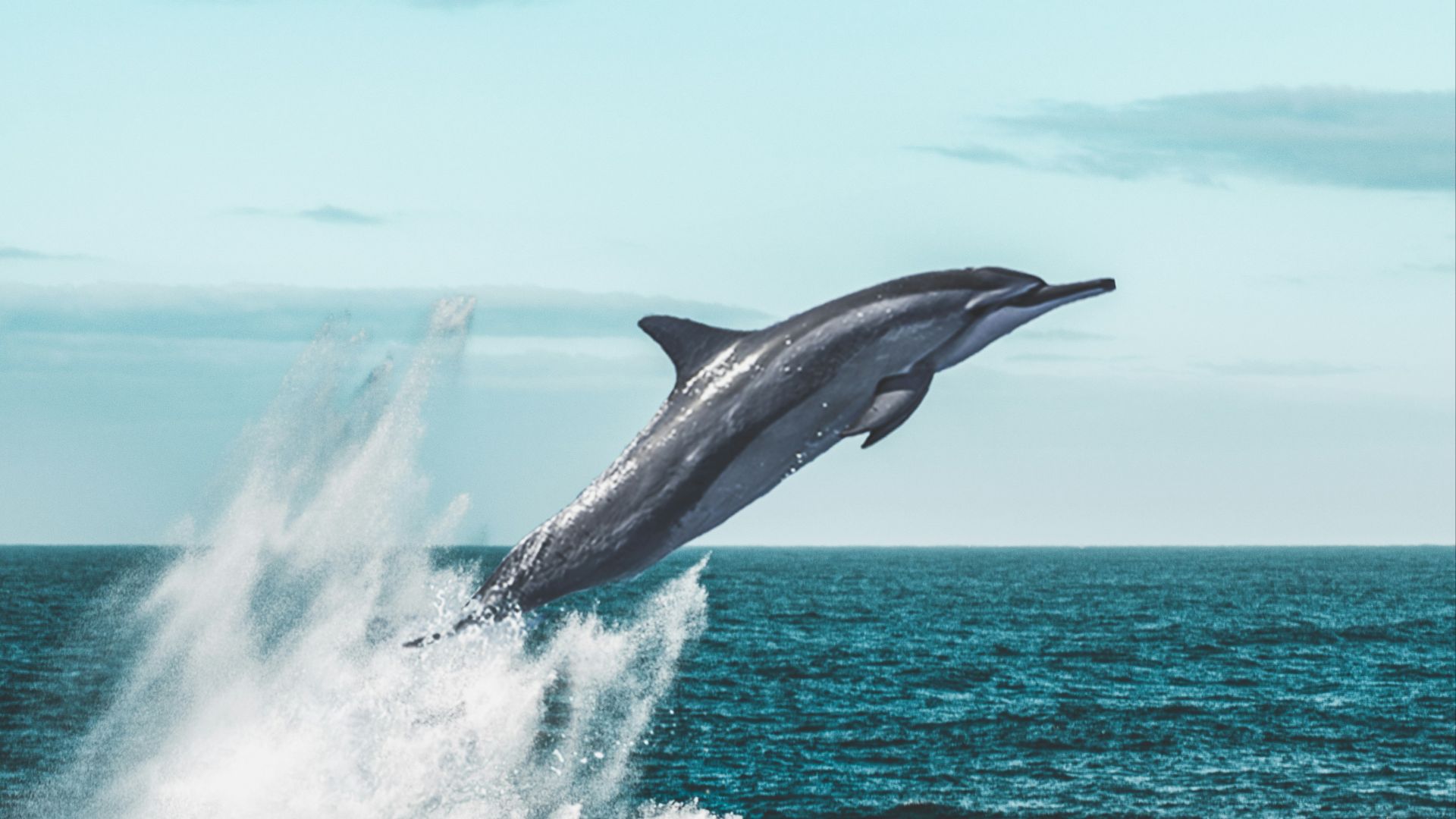 dolphin jumping on sea during daytime