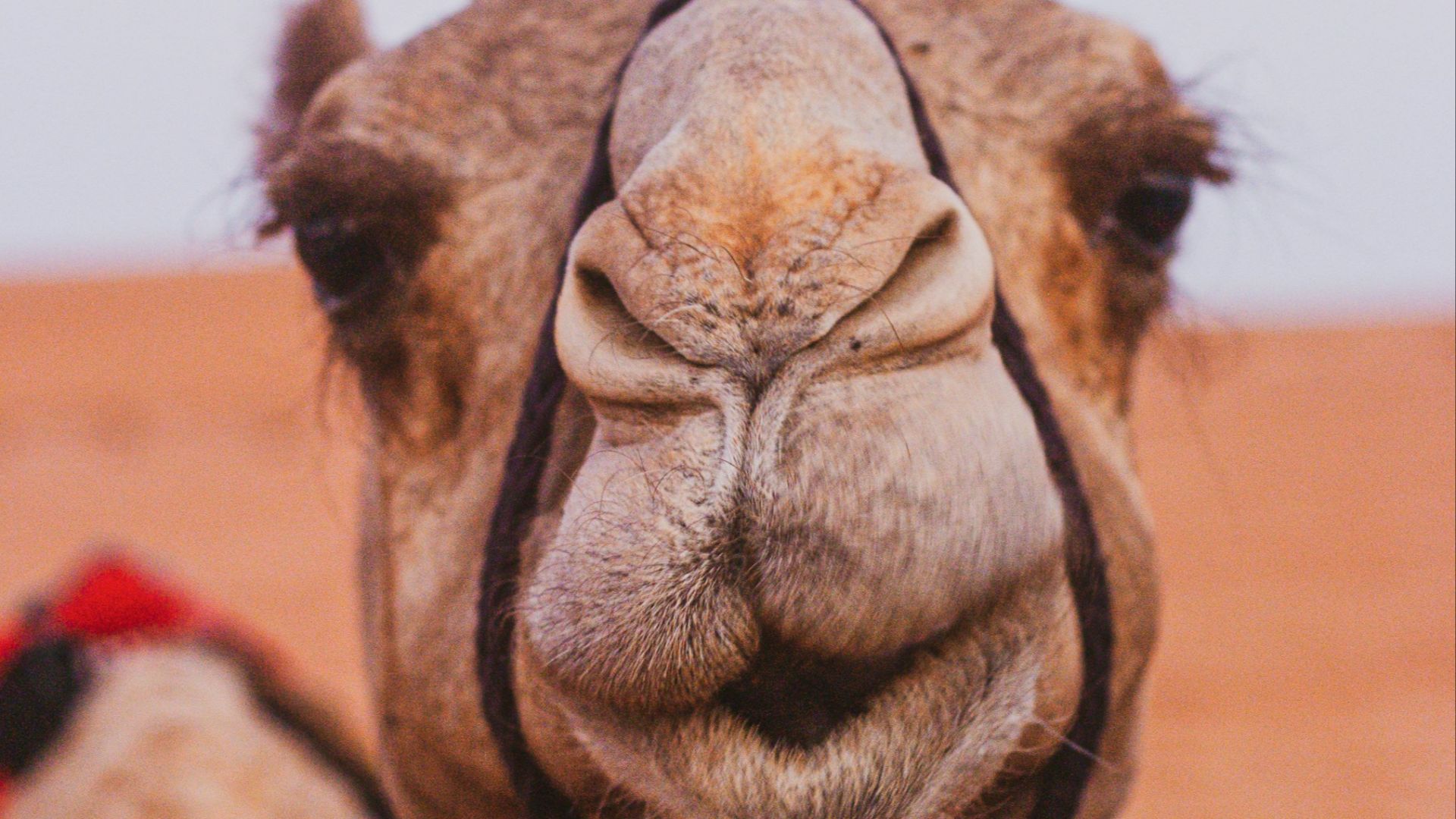 brown camel on brown sand during daytime
