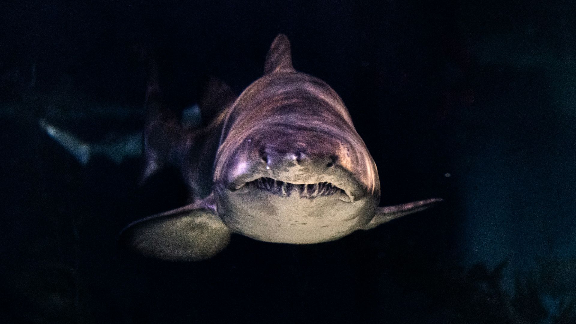 close-up of gray shark