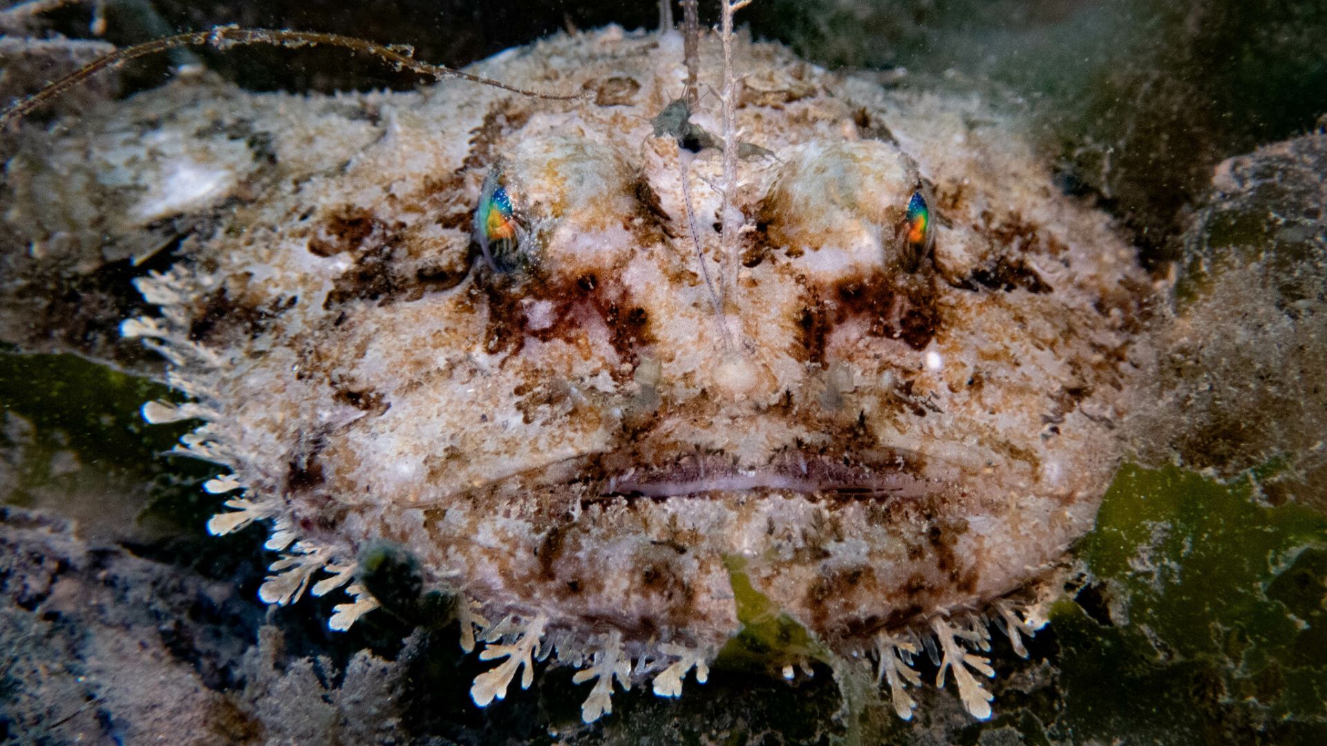 File:Lophius piscatorius 375858255.jpg