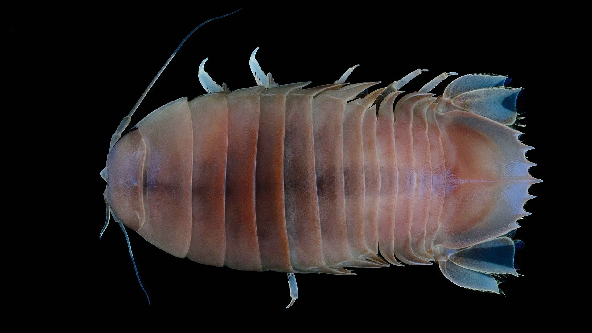 File:Bathynomus (MNHN-IU-2013-966).jpeg
