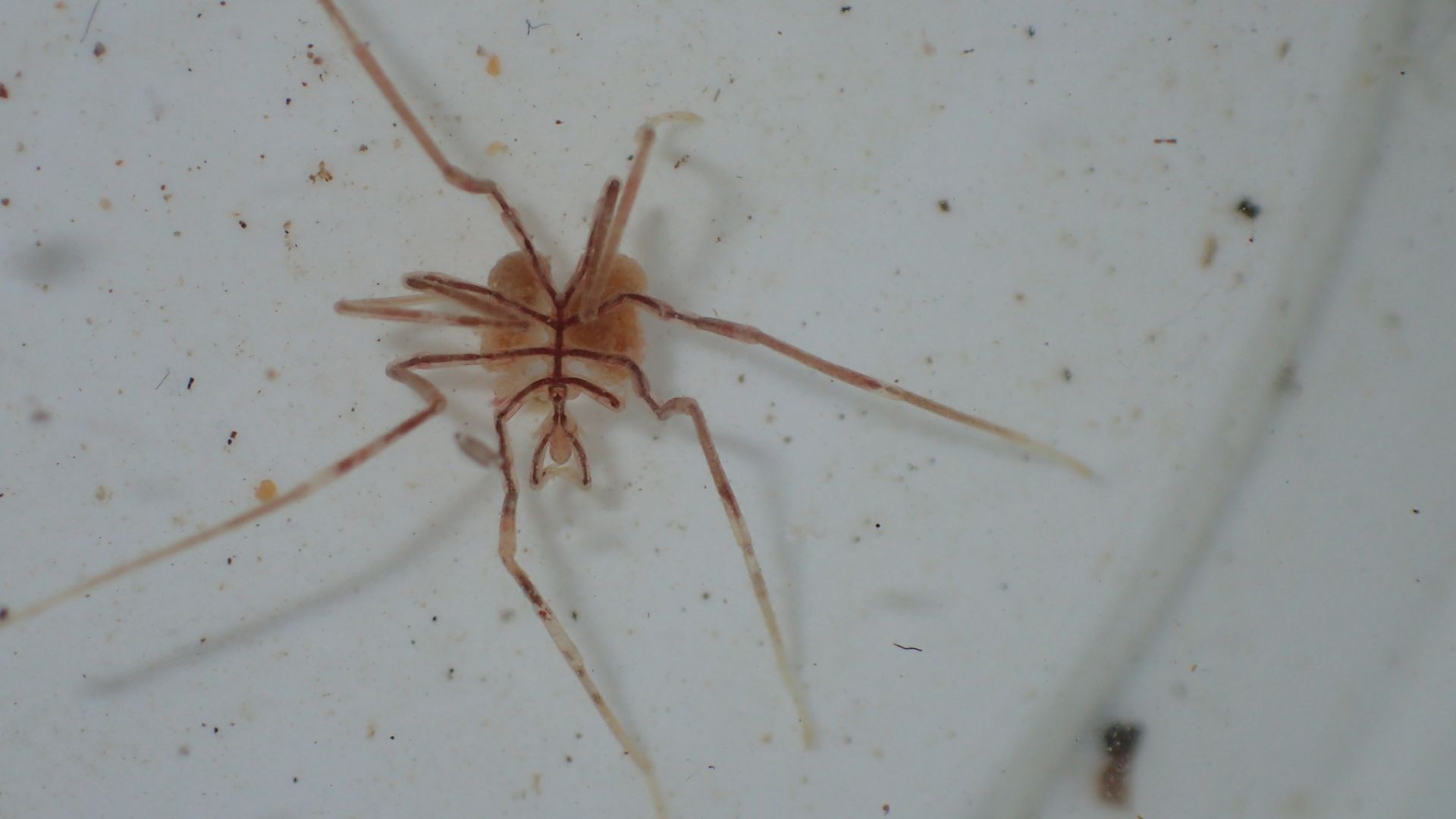 File:Nymphon gracile 30497377.jpg