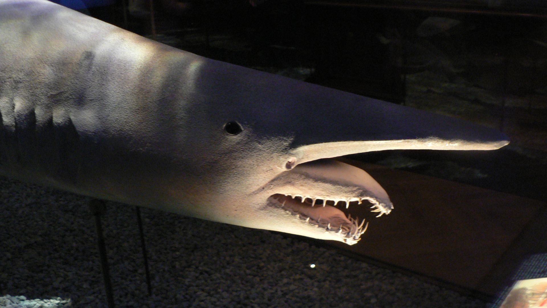 File:Goblin shark, Pengo.jpg