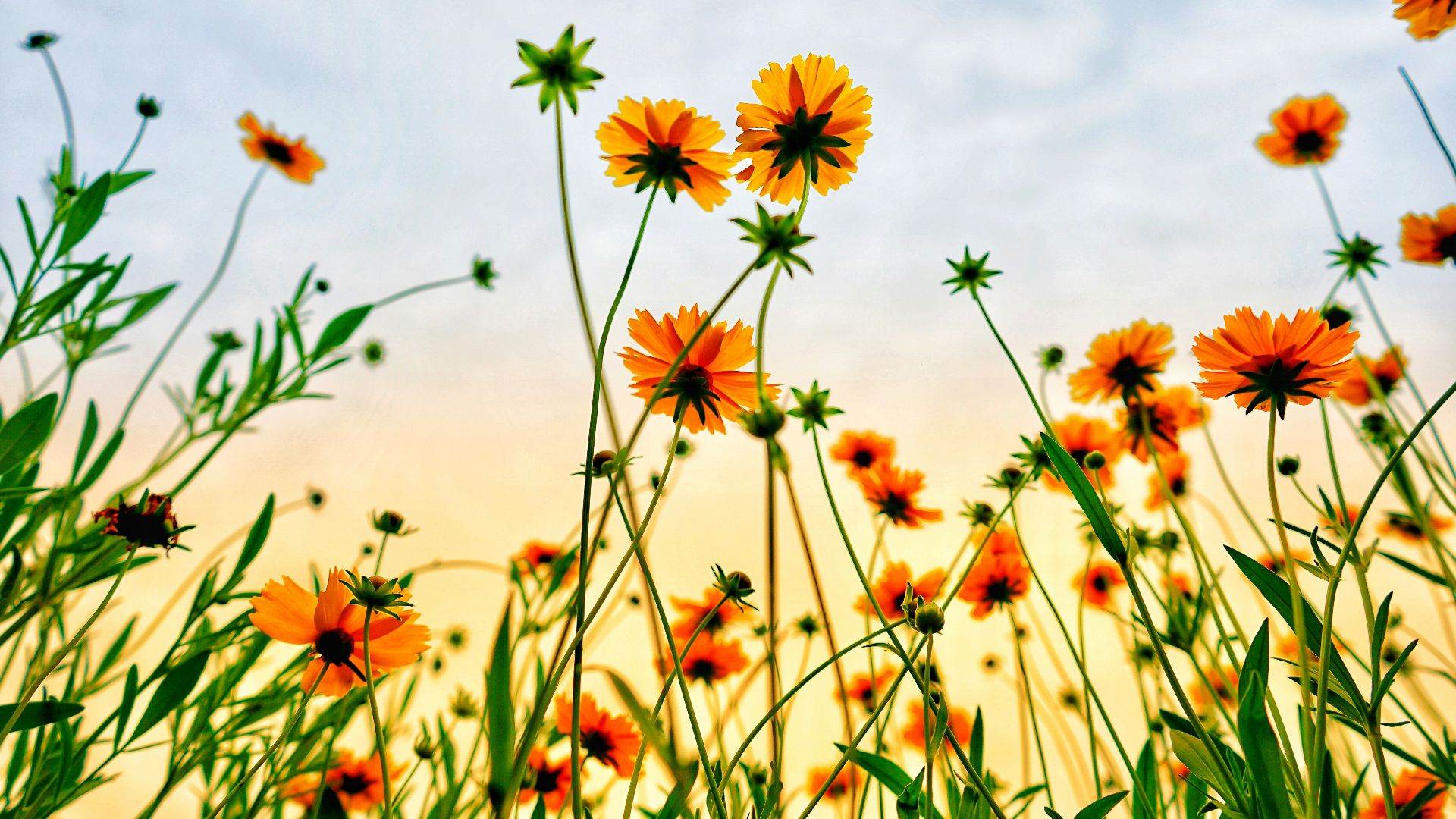 worm's eye view of petaled flowers
