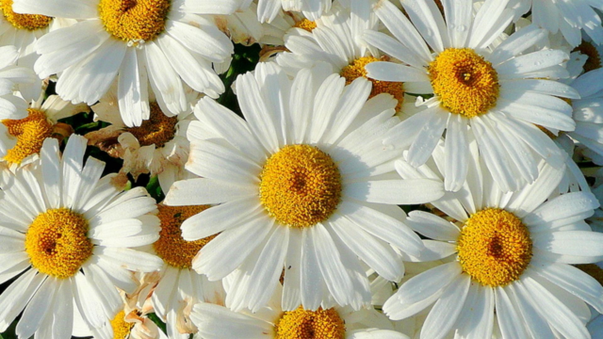 File:Shasta Daisy, Leucanthemum x superbum - geograph.org.uk - 1419764.jpg