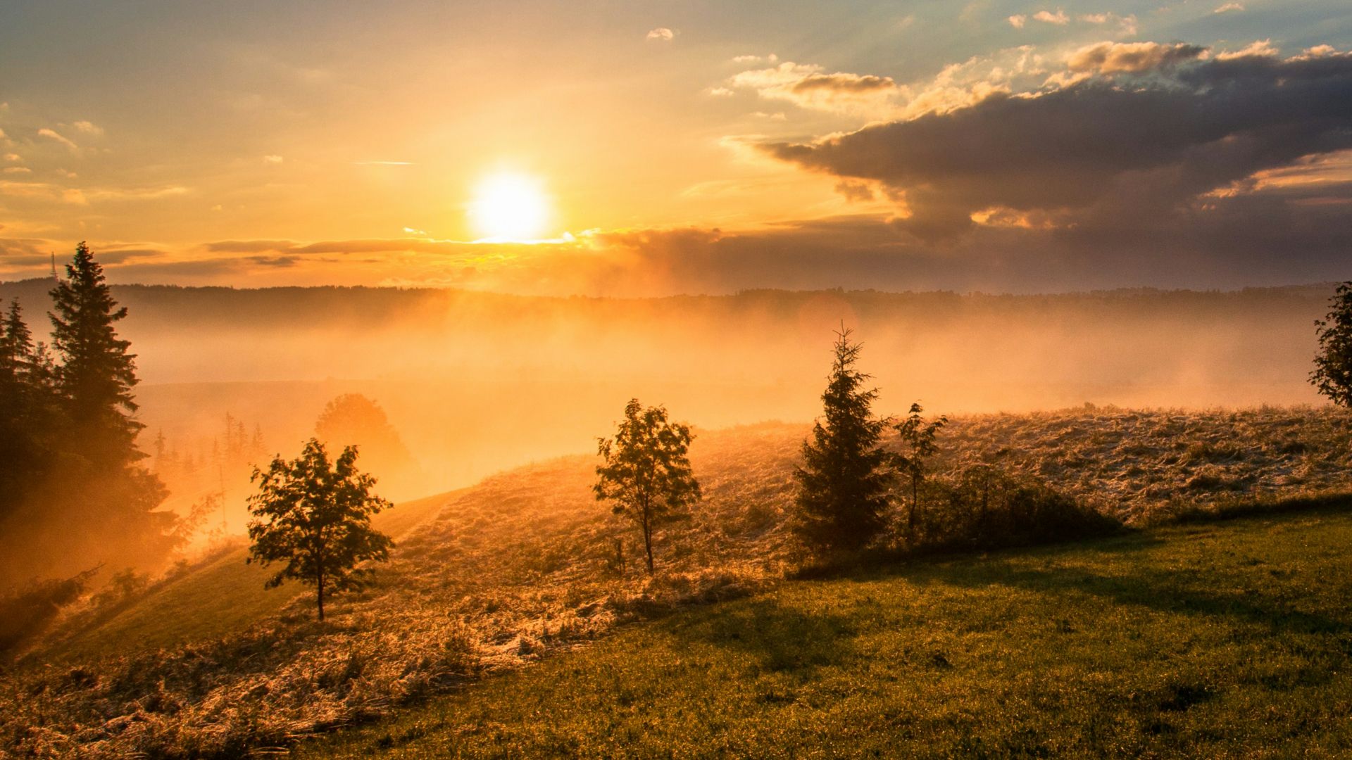 trees under cloudy sky during sunset