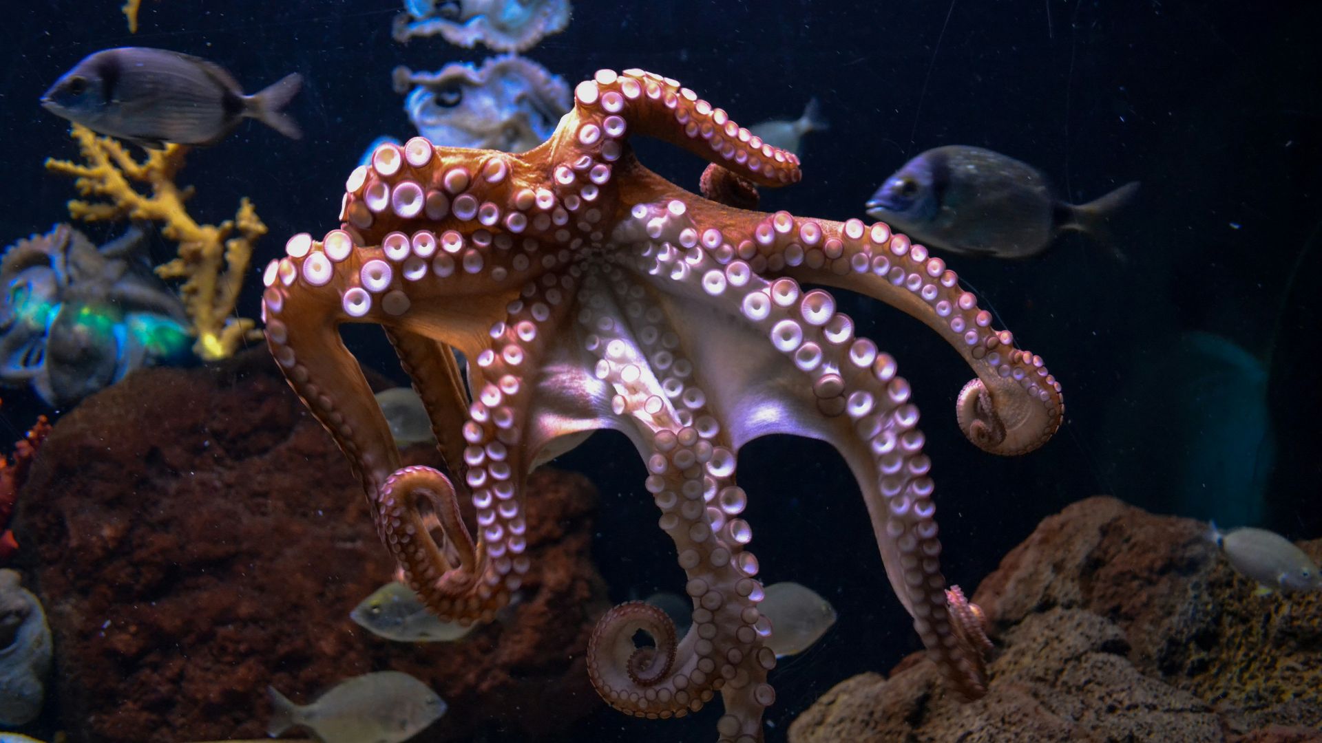 brown octopus