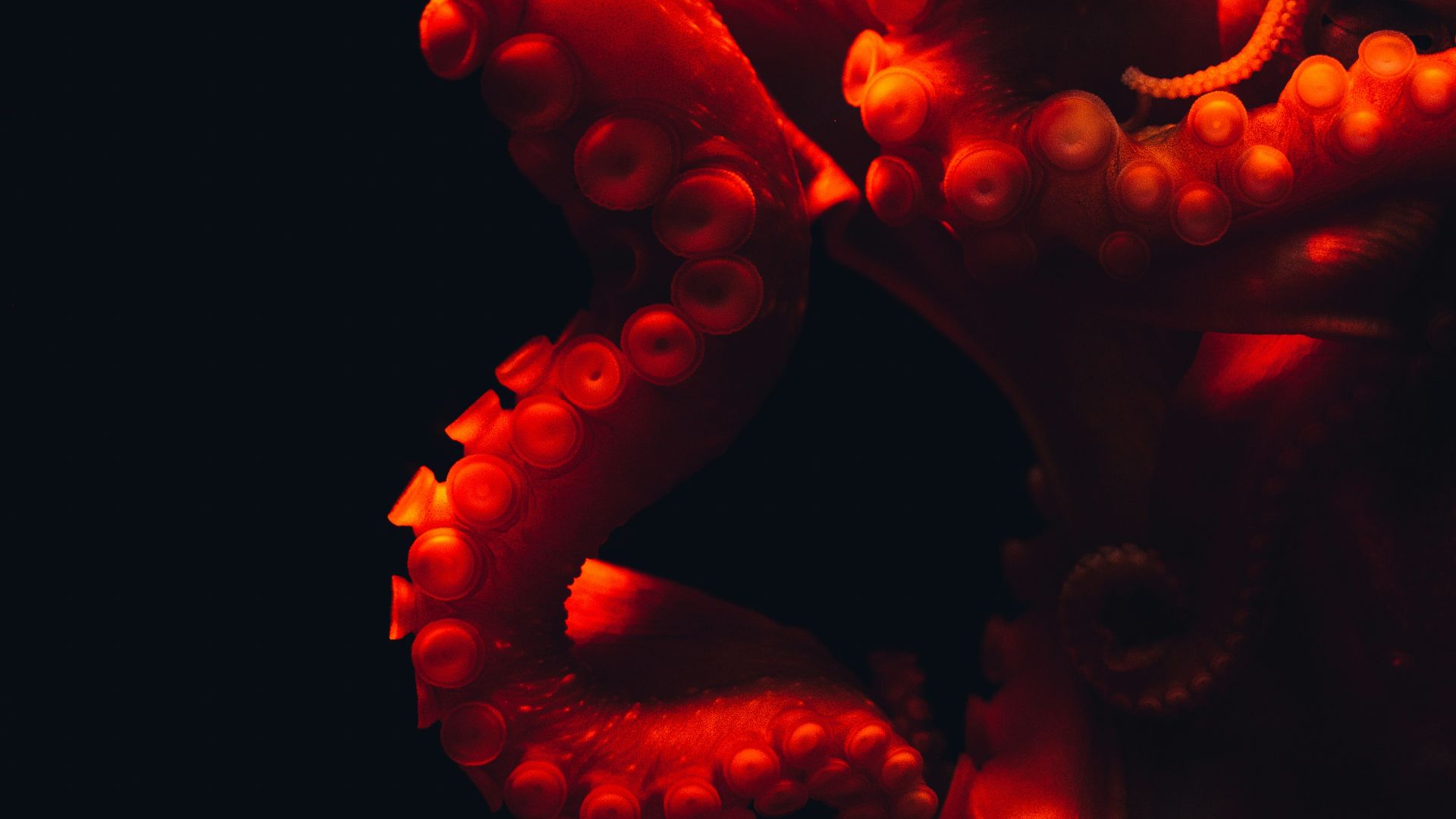 shallow focus photography of octopus