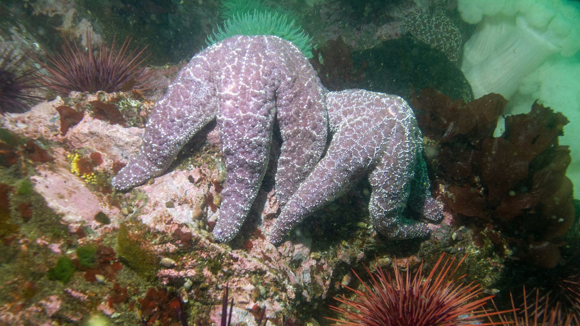 purple and white coral reef