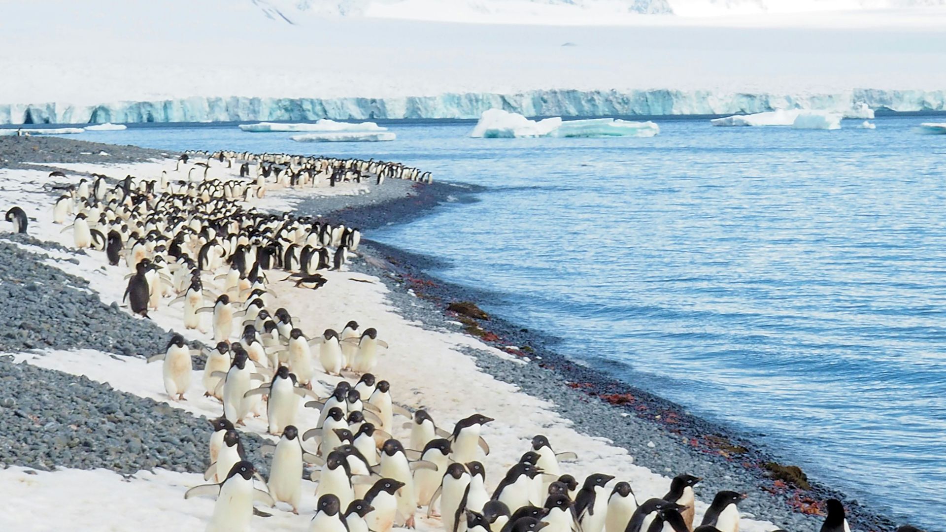 penguins on white sand beach during daytime