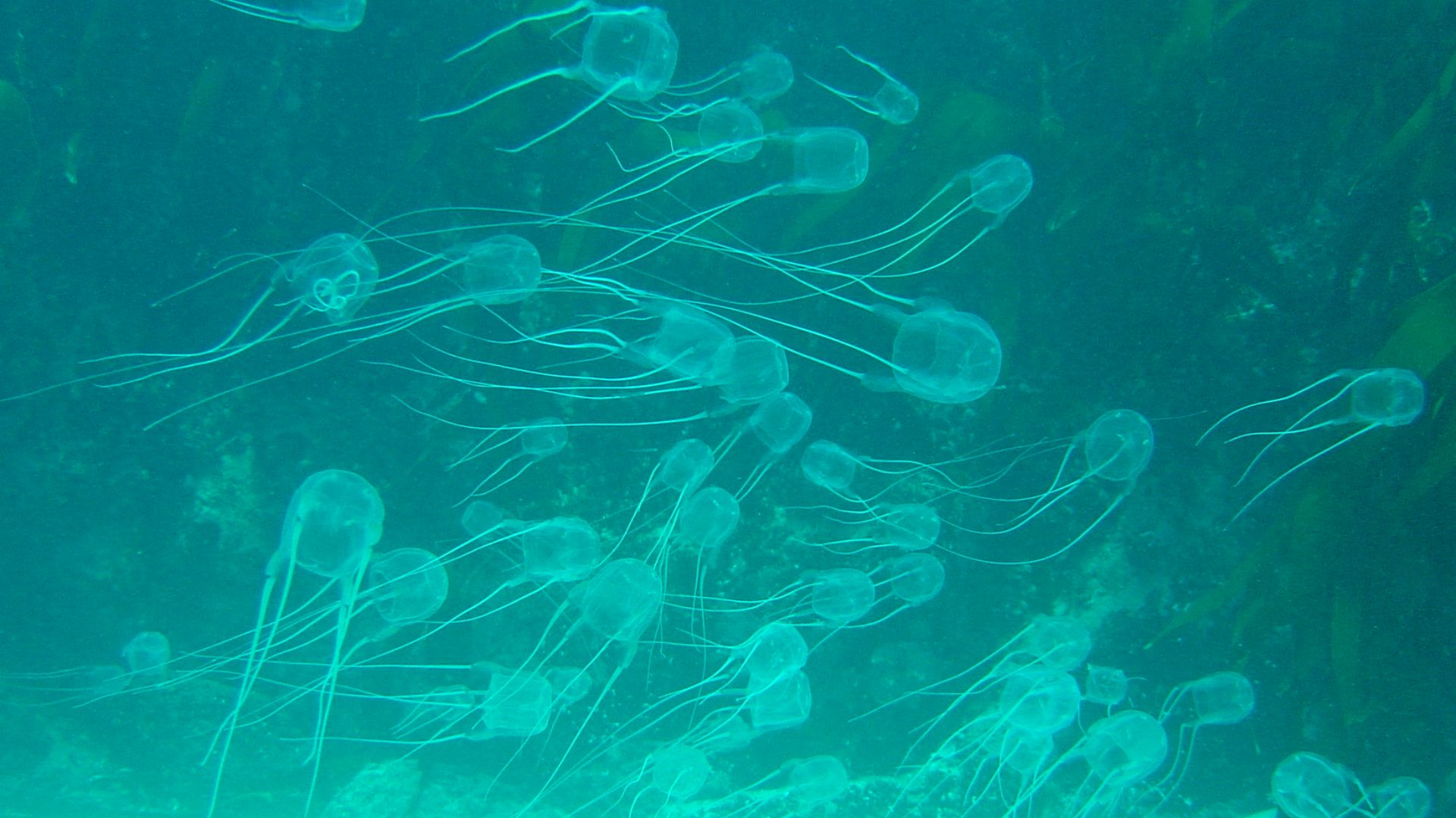 File:Box jellies over sand at Geldkis DSC00331.JPG