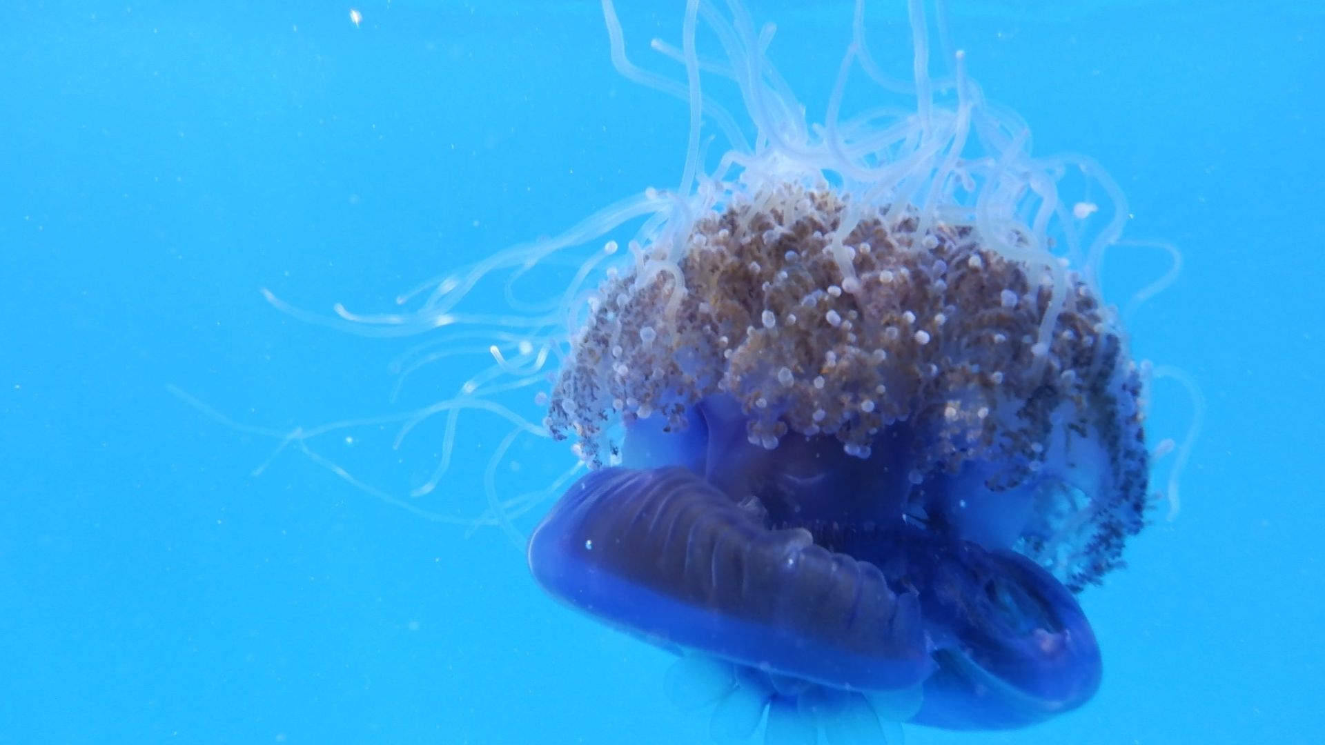 File:Cephea cephea 157971155.jpg