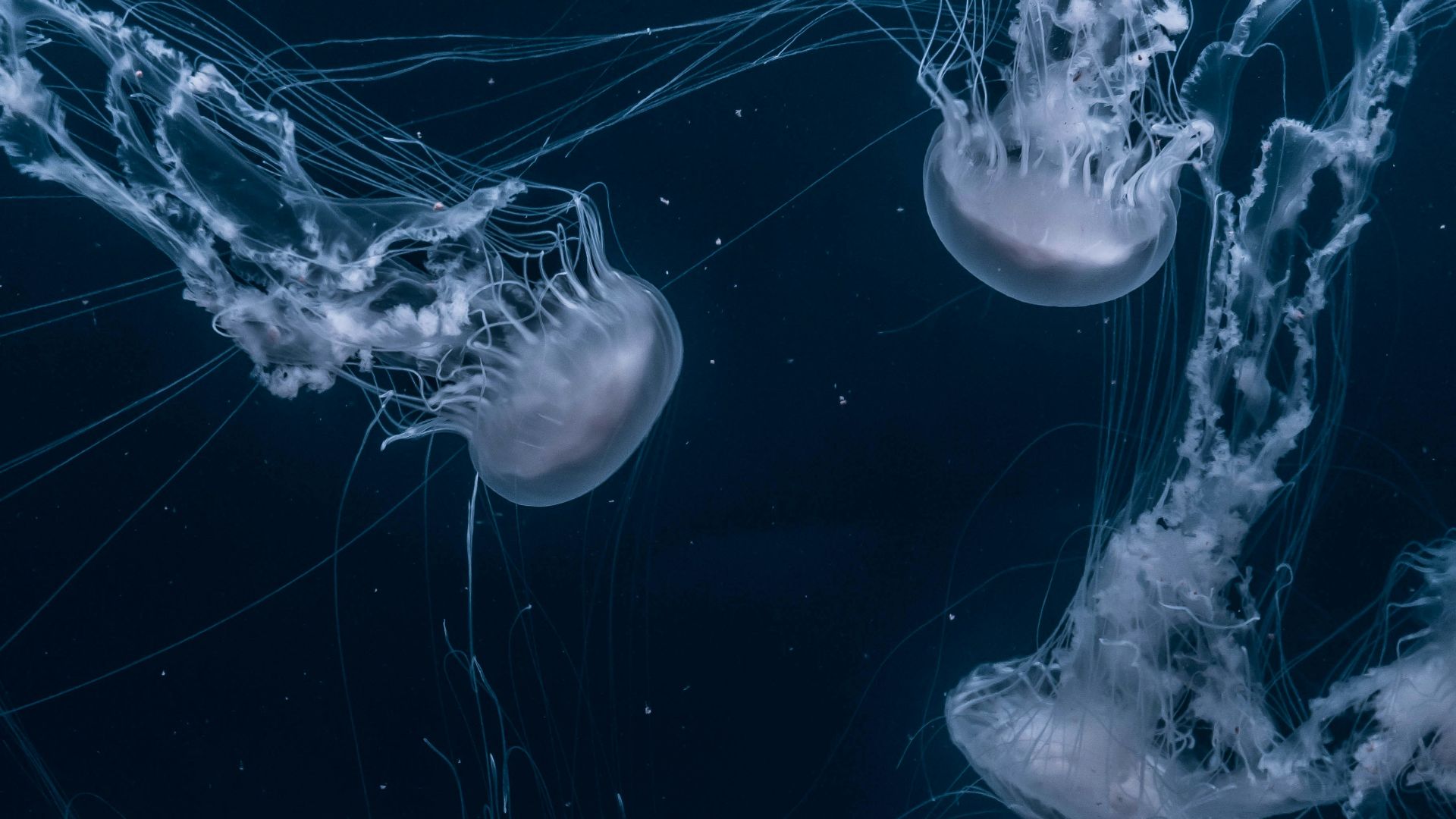 white jellyfishes swims