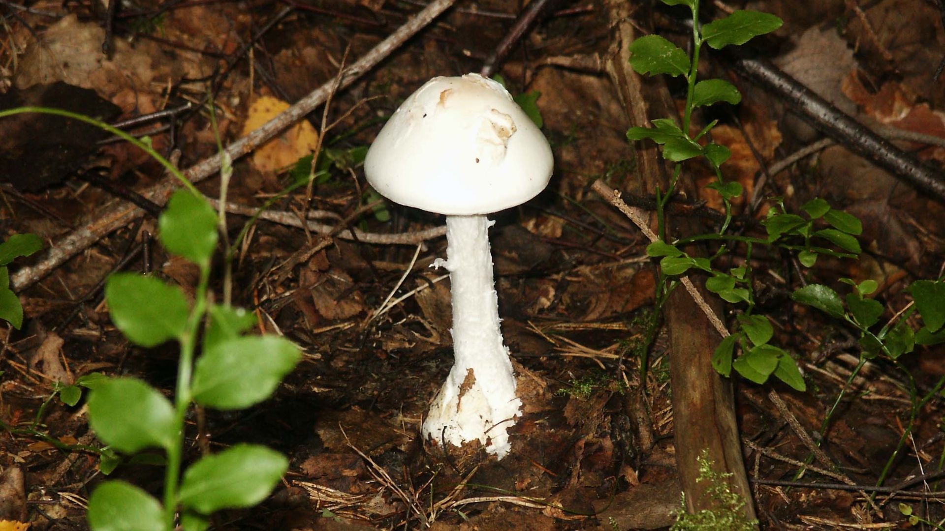 File:Destroying Angel 02.jpg