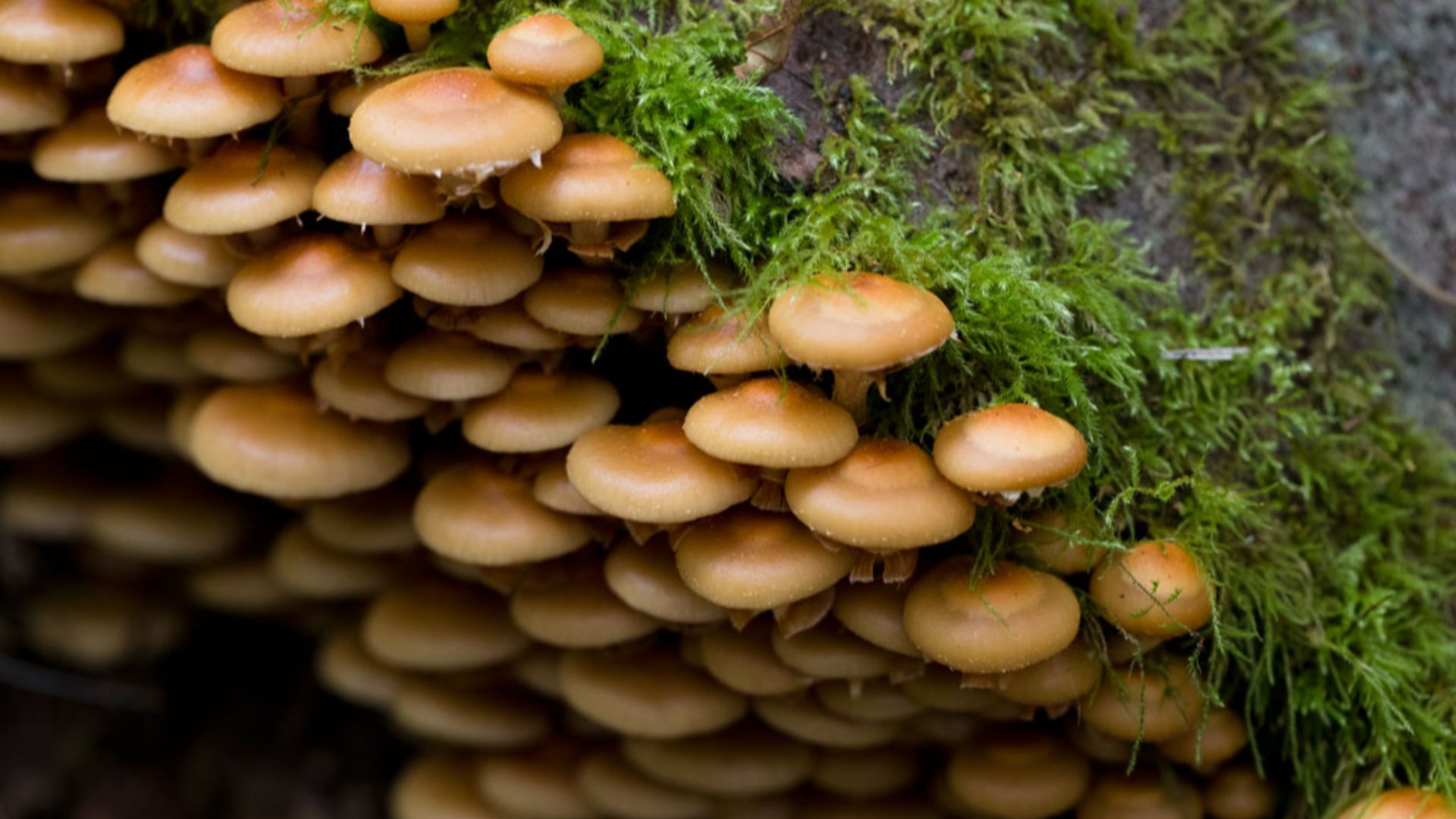 File:Galerina marginata (23766255521).jpg