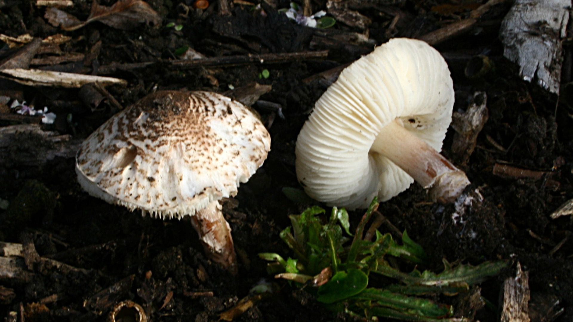File:Lepiota brunneoincarnata 170929w.JPG