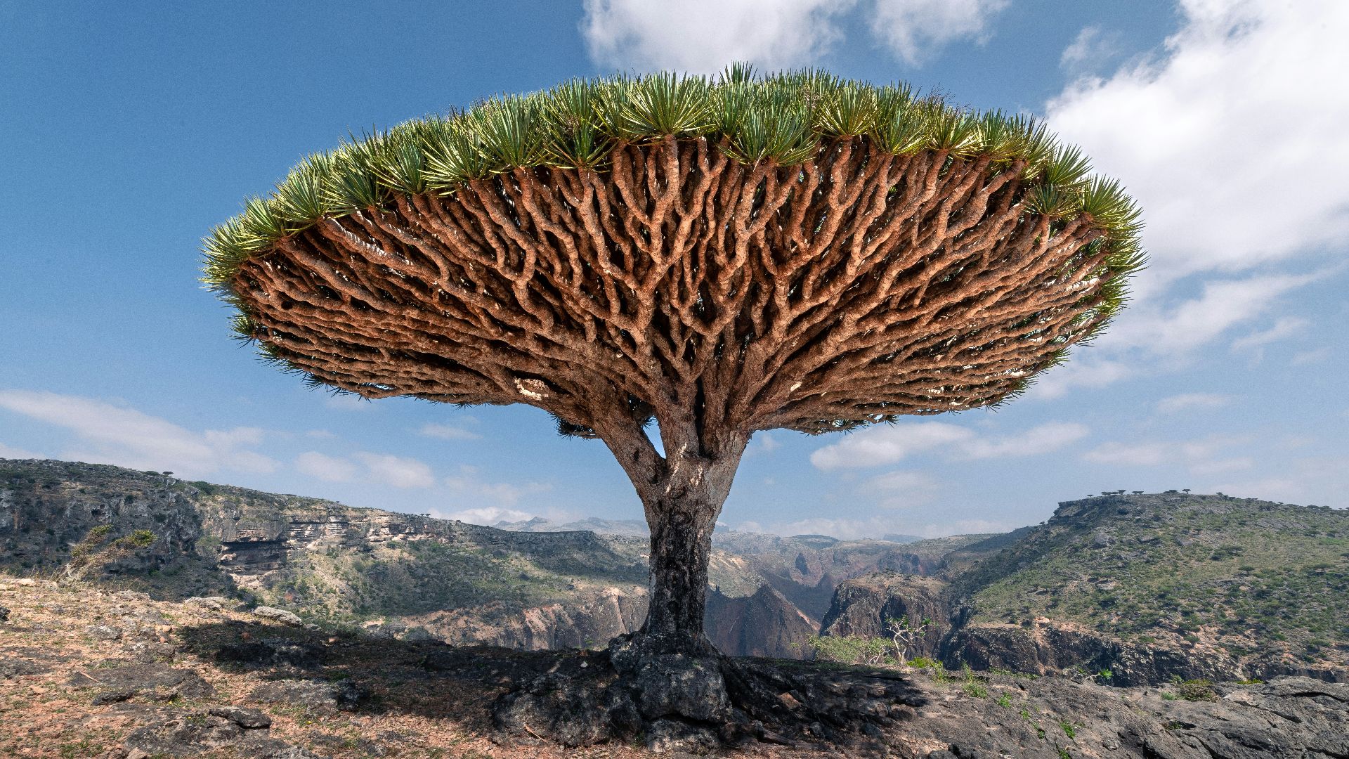 a strange looking tree in the middle of a rocky area