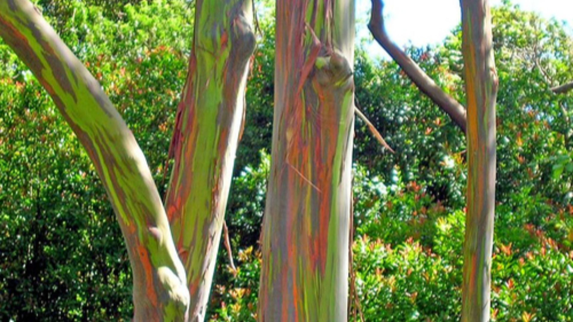 File:Eucalyptus deglupta-trees.jpg