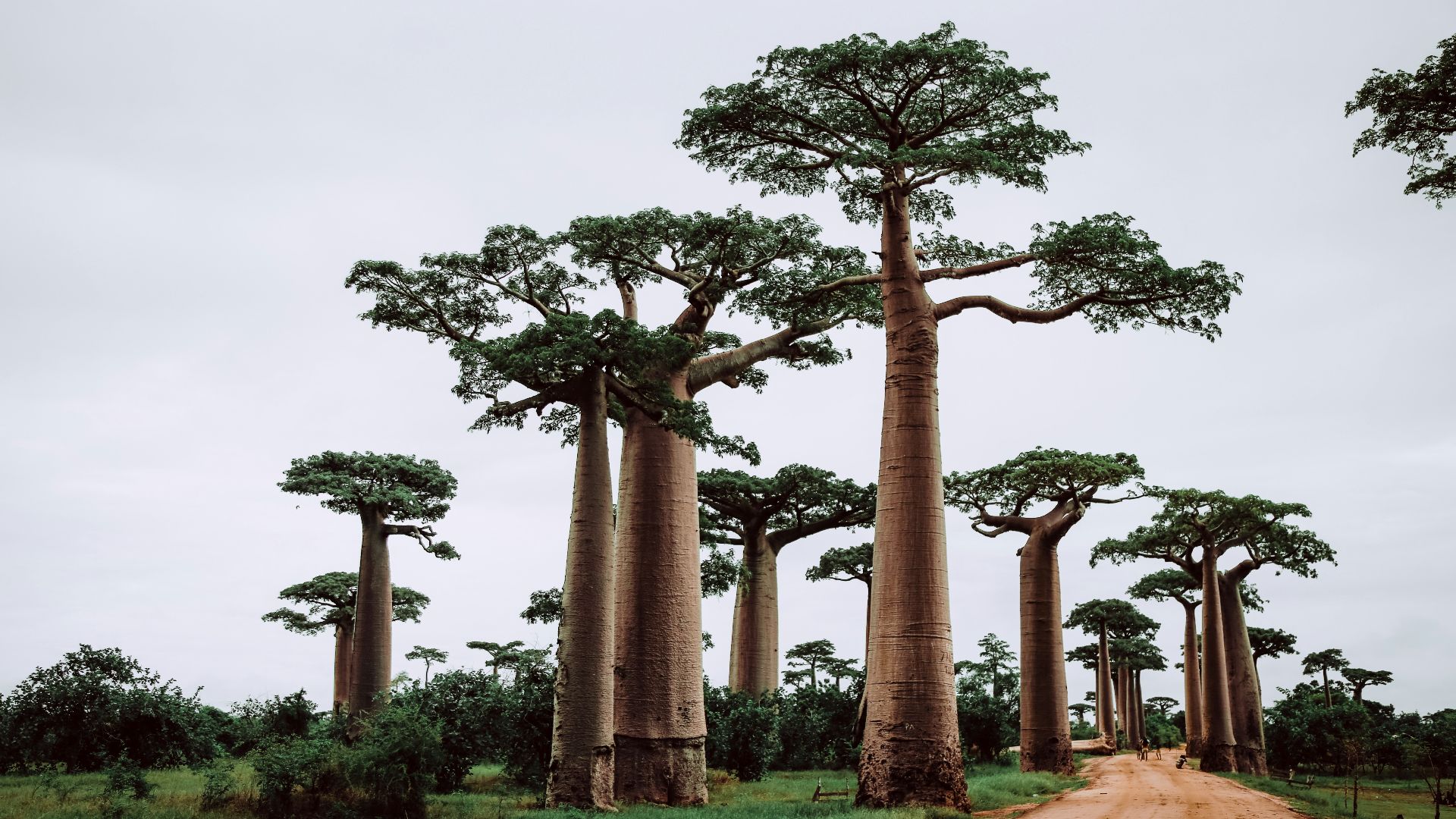 trees near pathway during daytime