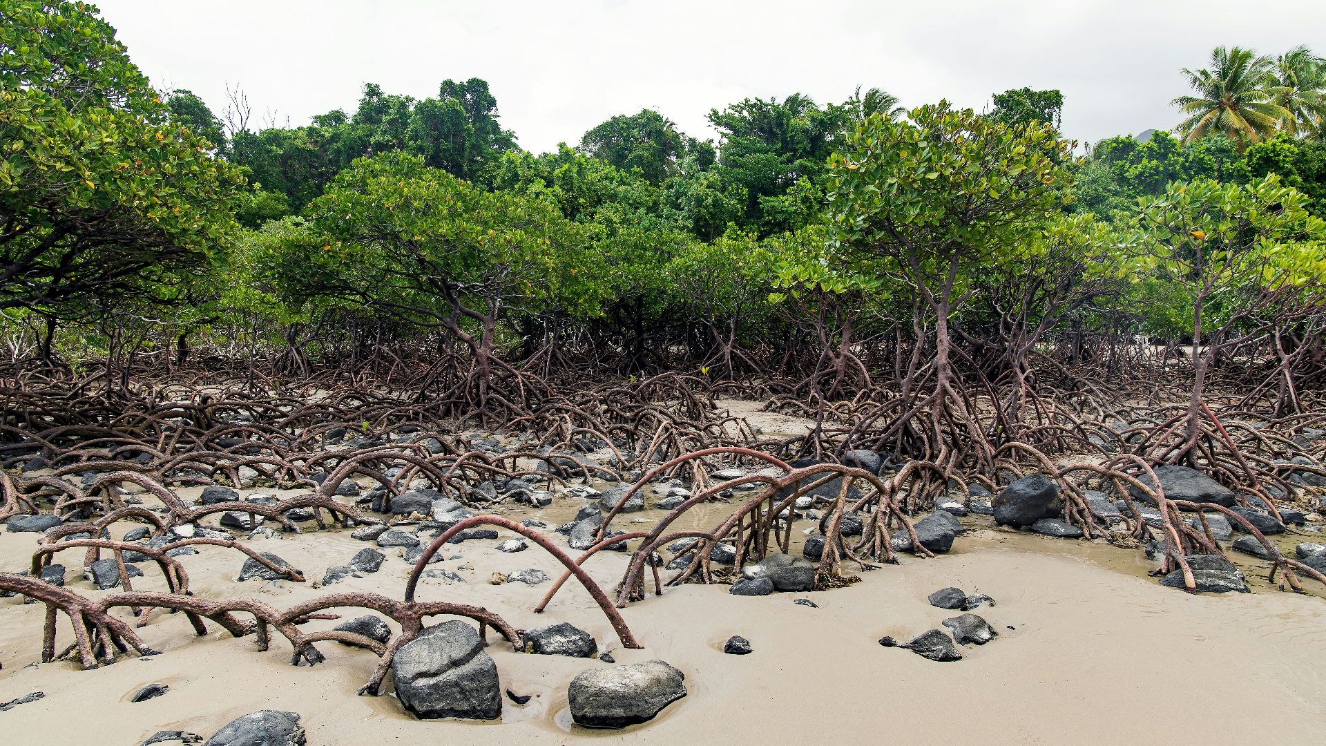 a bunch of trees that are laying in the sand
