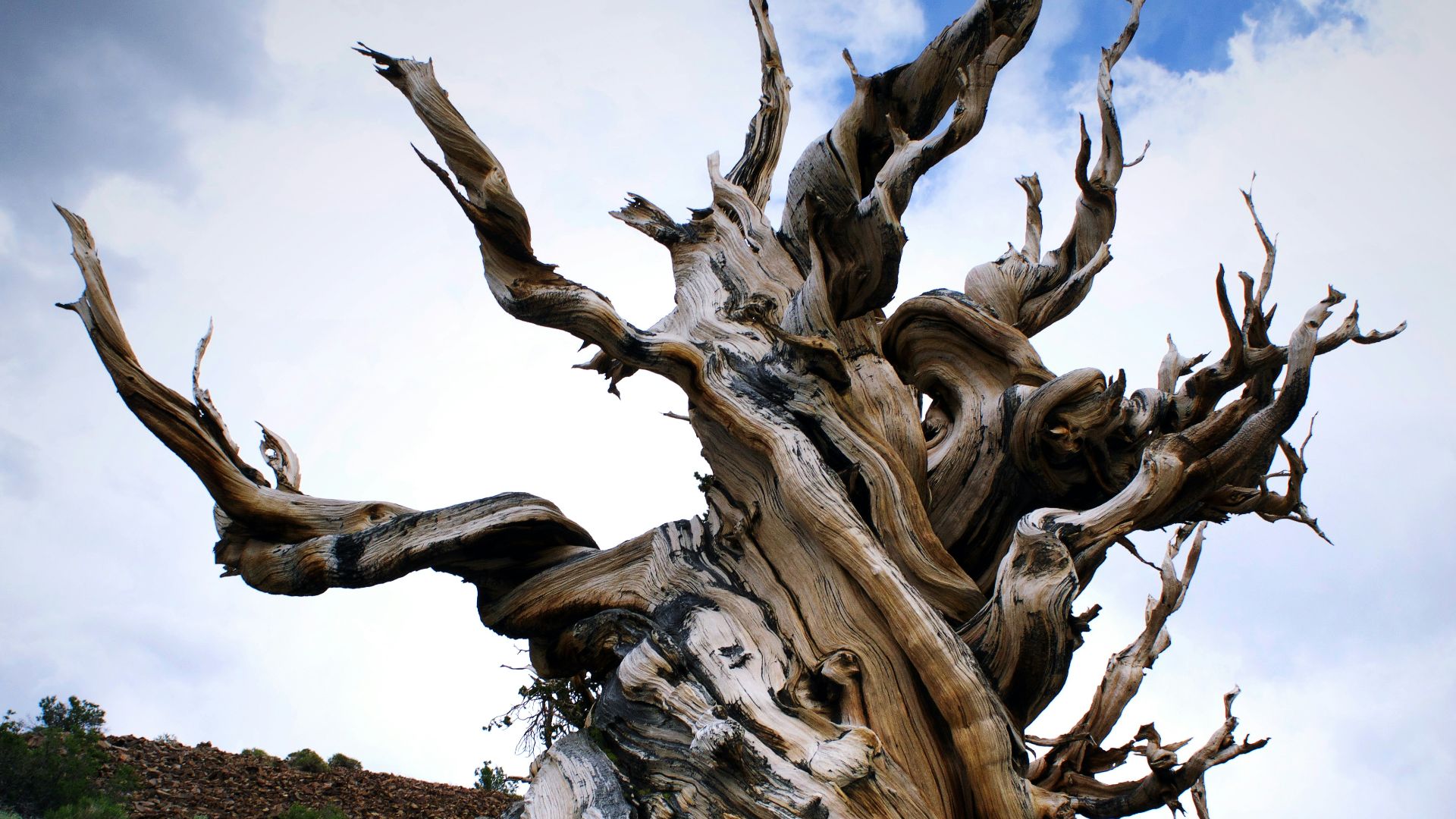 brown old leafless tree
