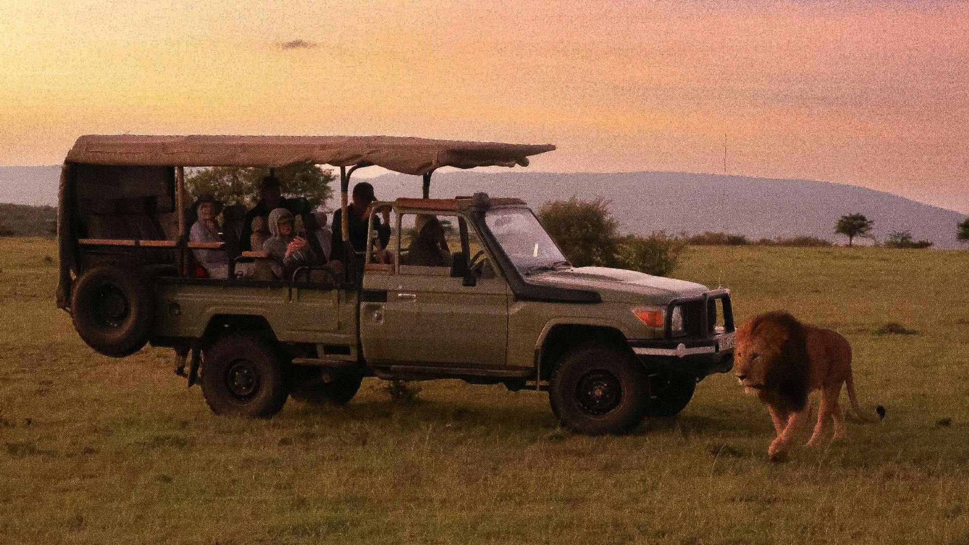 a safari vehicle with passengers and a lion