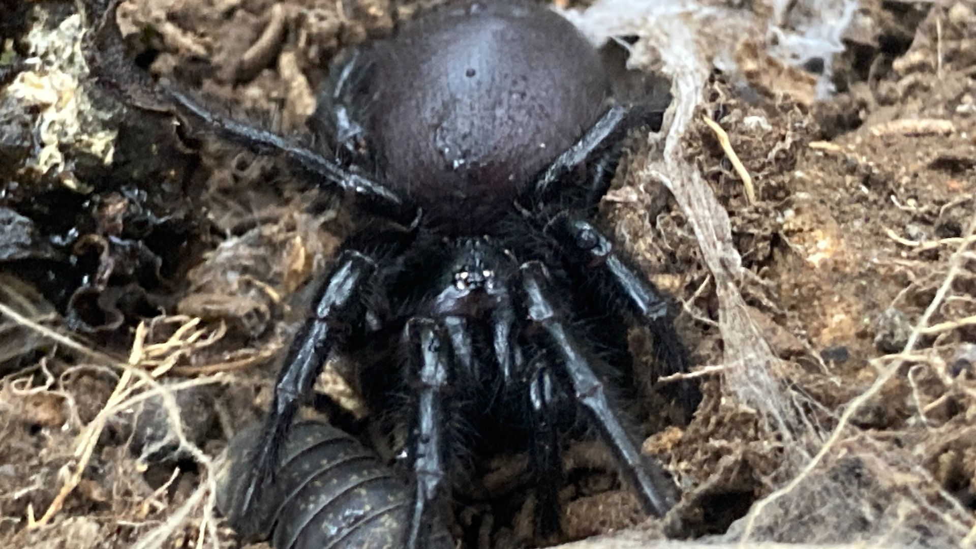 File:Atrax robustus female frontal.jpeg