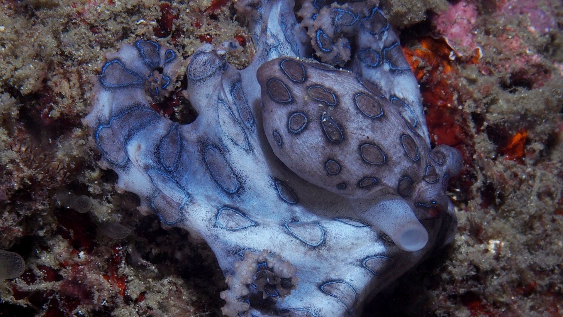 File:Dying Blue-ringed octopus (Hapalochlaena sp.) (14409820434).jpg