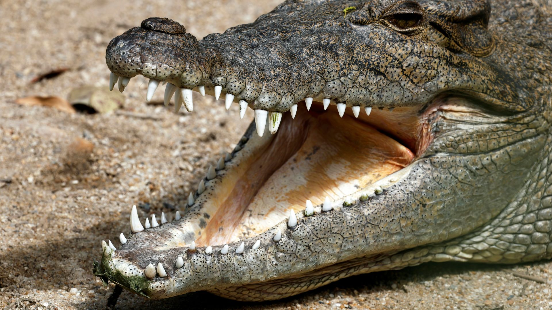 a large alligator with its mouth open showing teeth