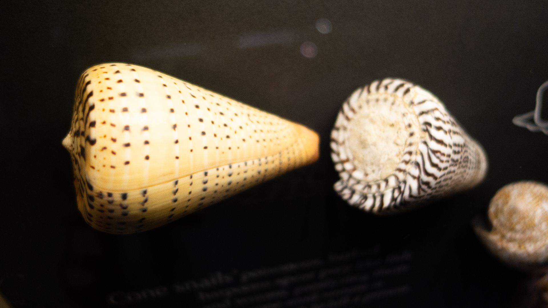 File:Shells of cone snails (48311132206).jpg