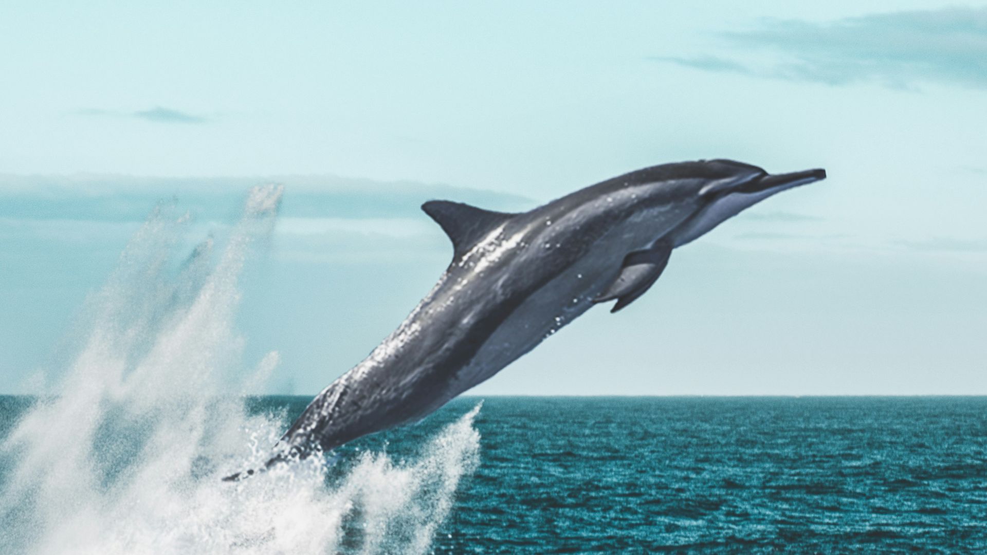 dolphin jumping on sea during daytime